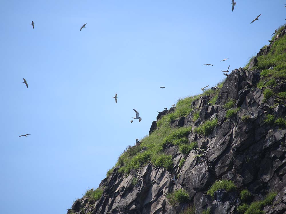 2017貓嶼海鳥保護區記錄