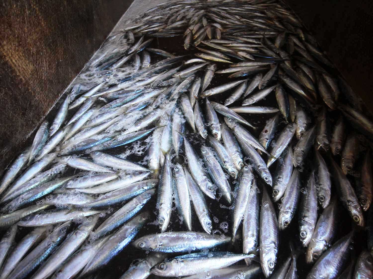 臭肉魚加工嵵裡里漁工新村〇號