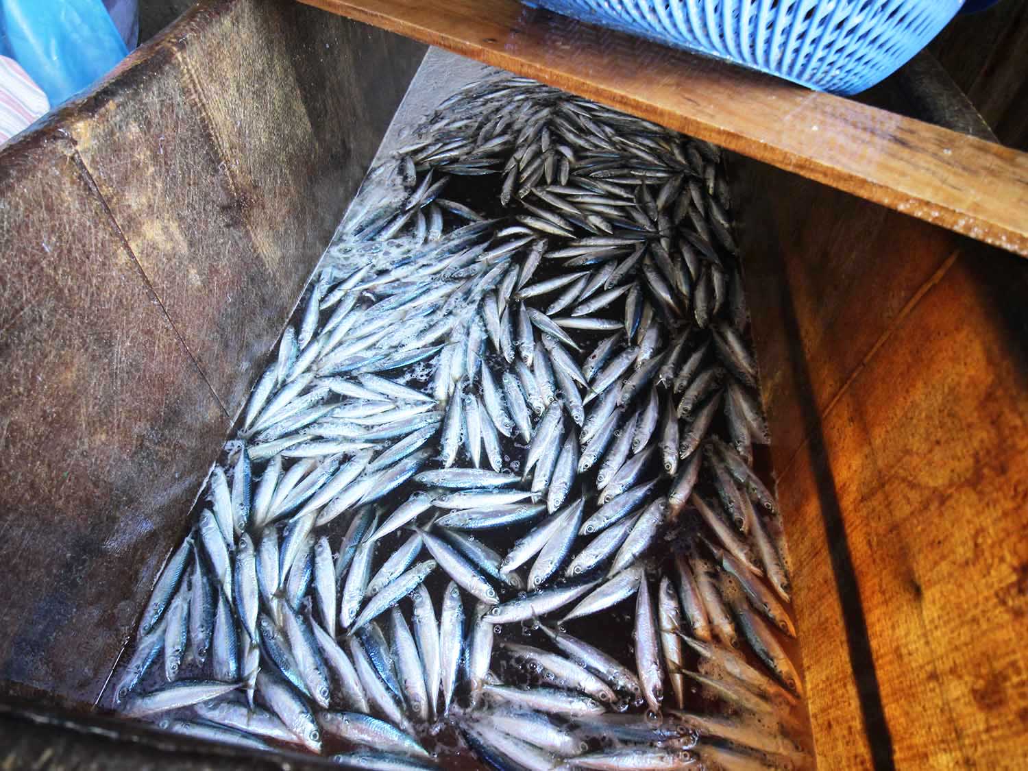 臭肉魚加工嵵裡里漁工新村〇號