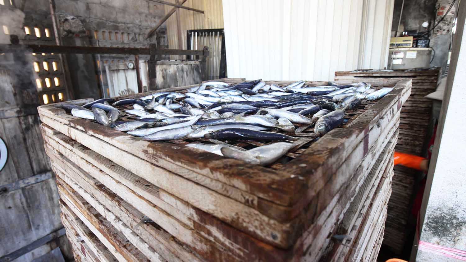 臭肉魚加工嵵裡里漁工新村〇號