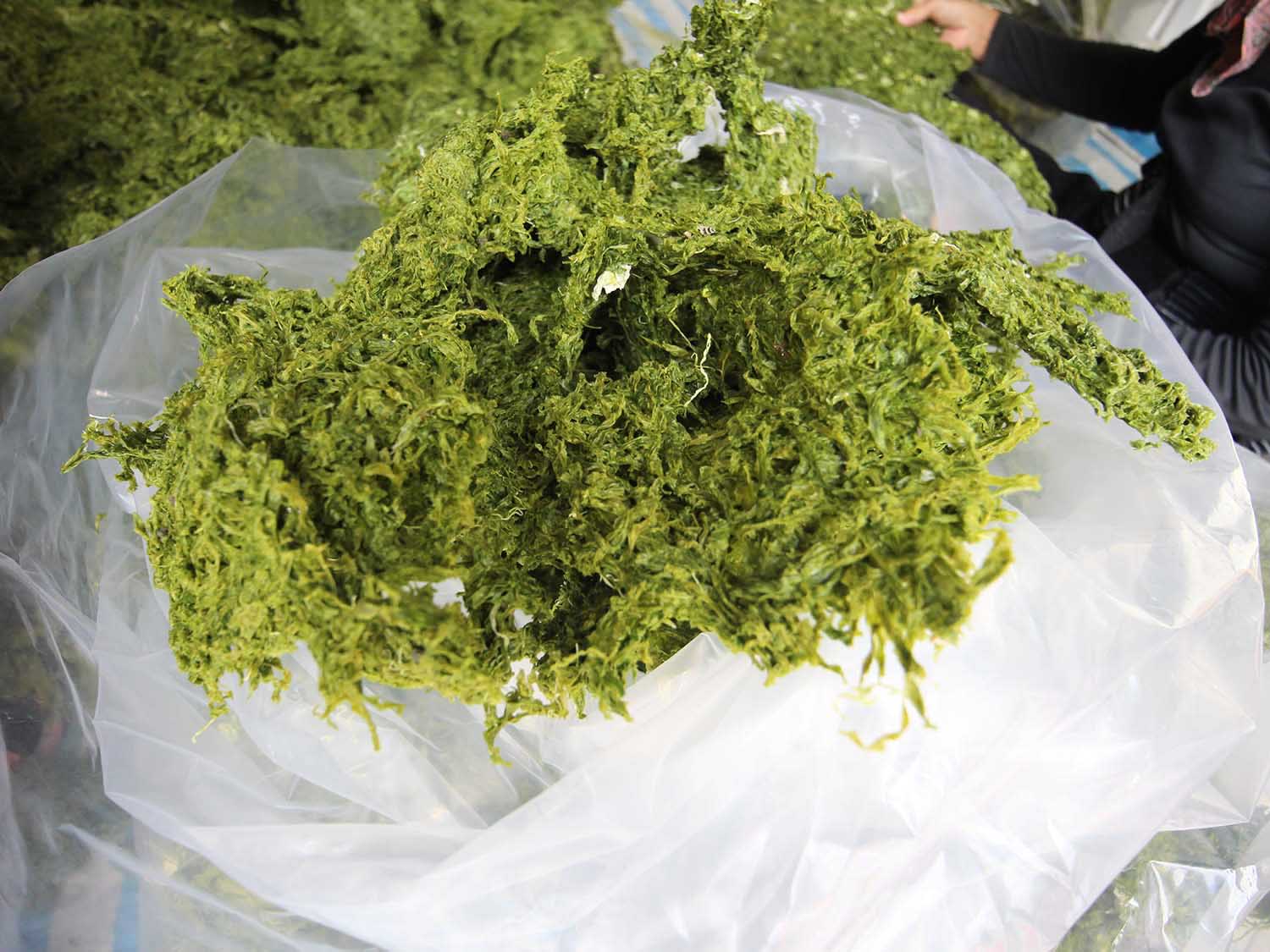 海菜乾龍門海菜乾包裝