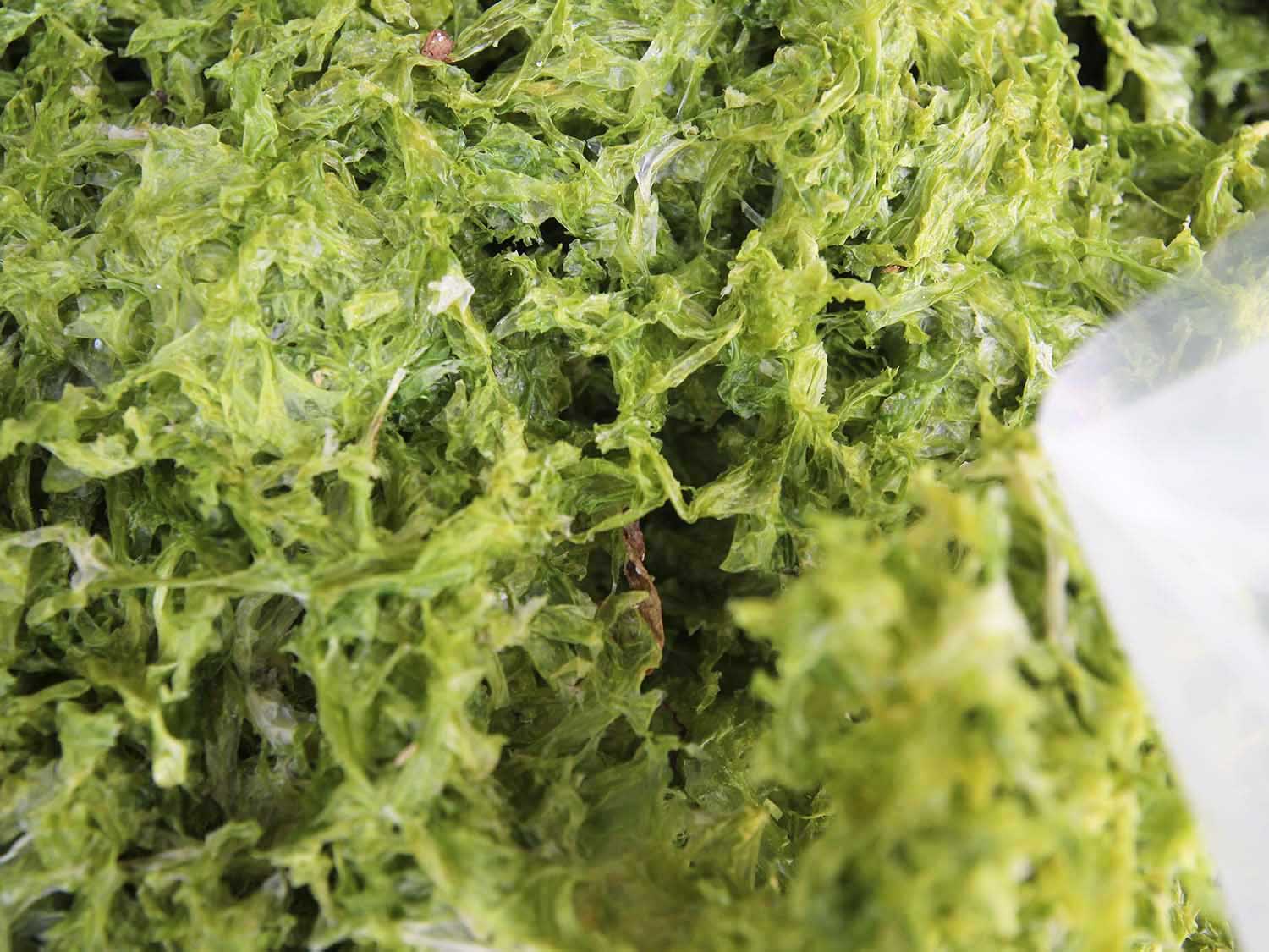 海菜乾龍門海菜乾包裝