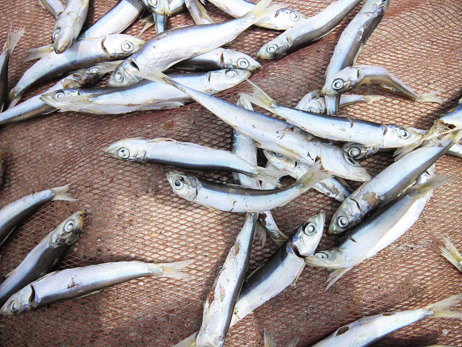 漁工新村臭肉魚加工