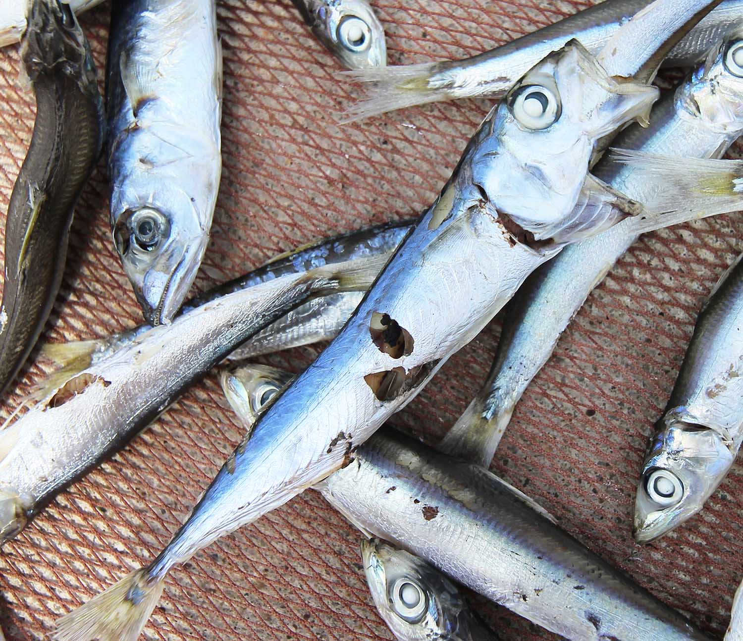 漁工新村臭肉魚加工