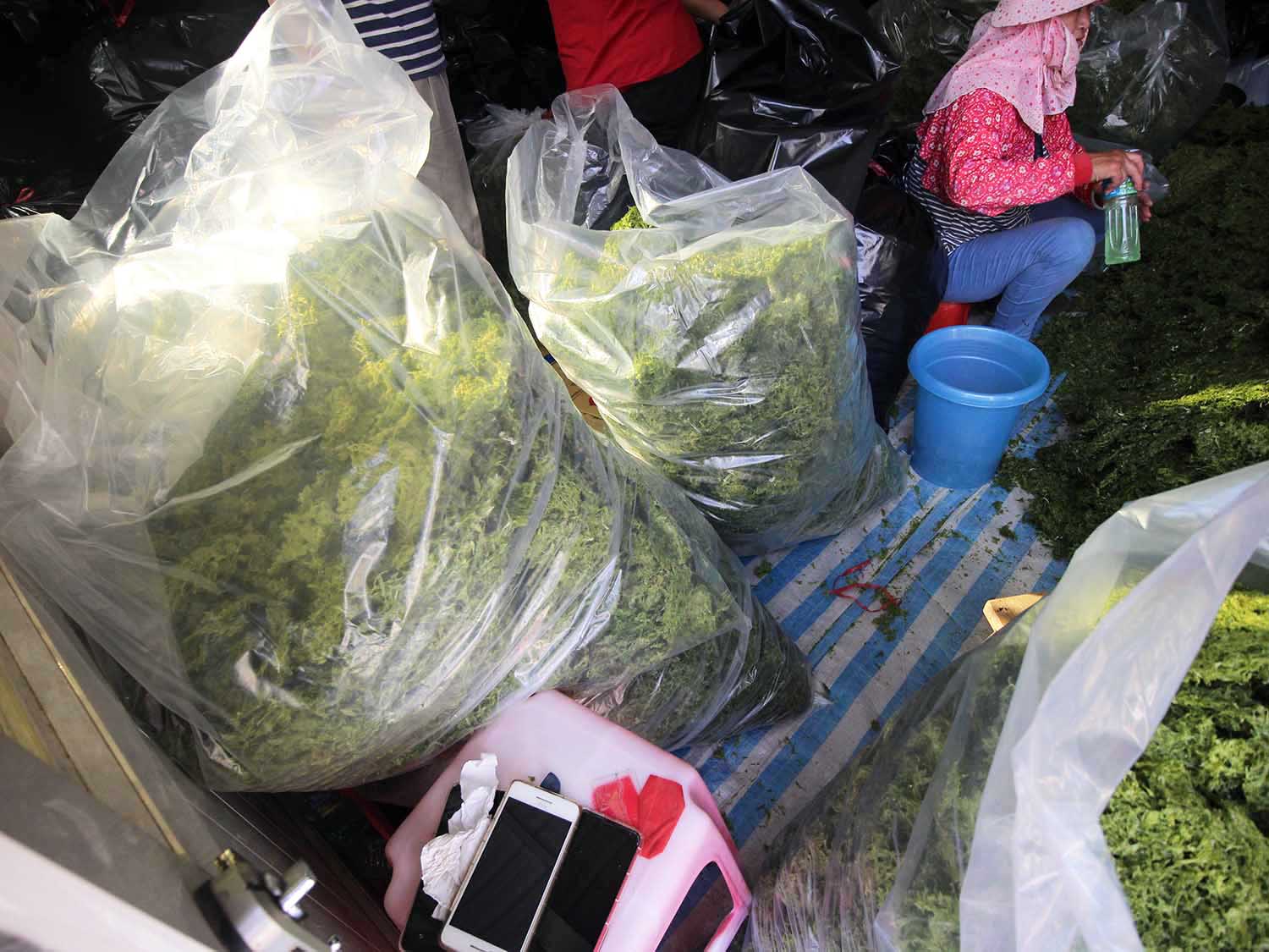 海菜乾龍門海菜乾包裝