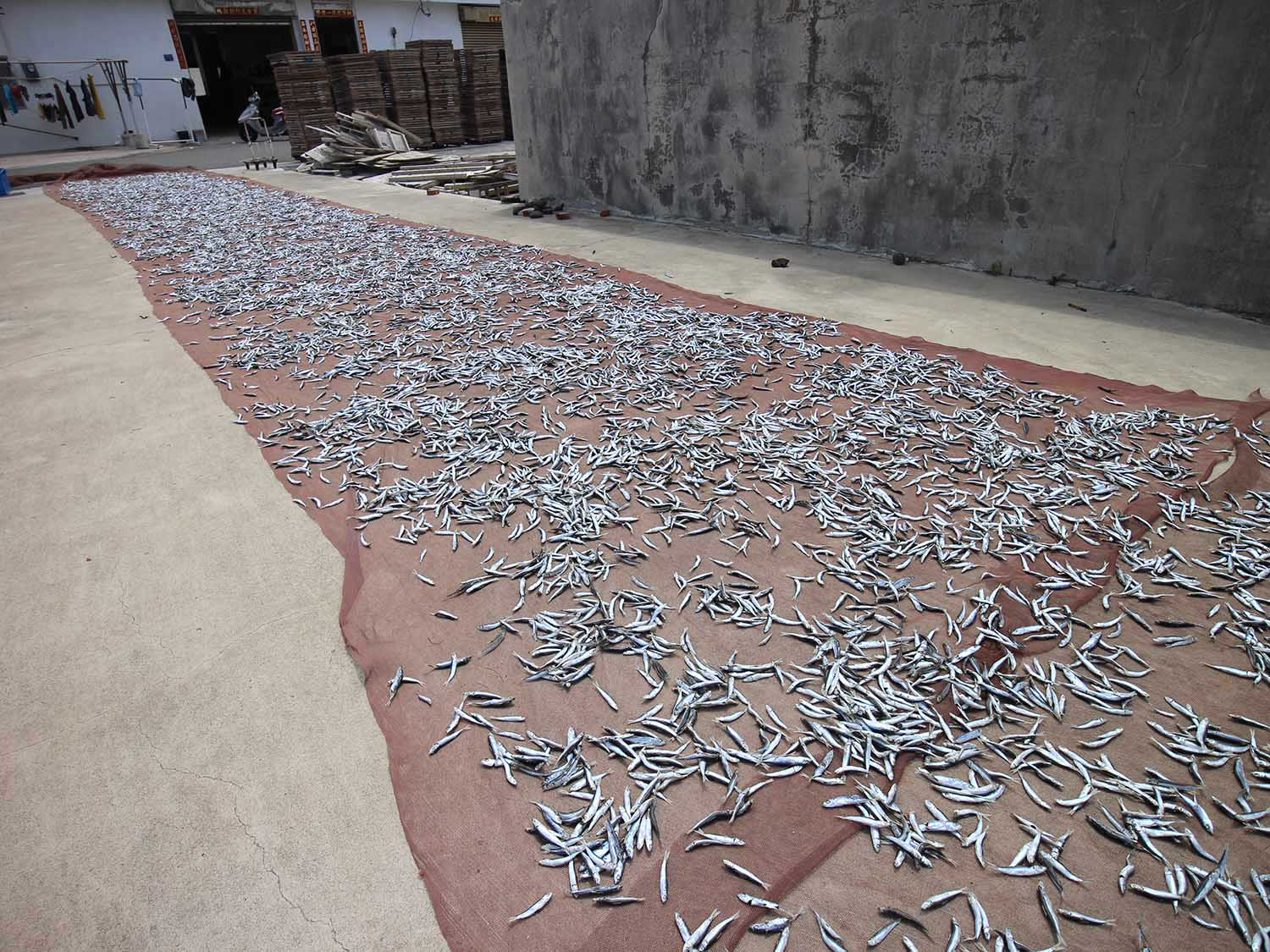 漁工新村臭肉魚加工