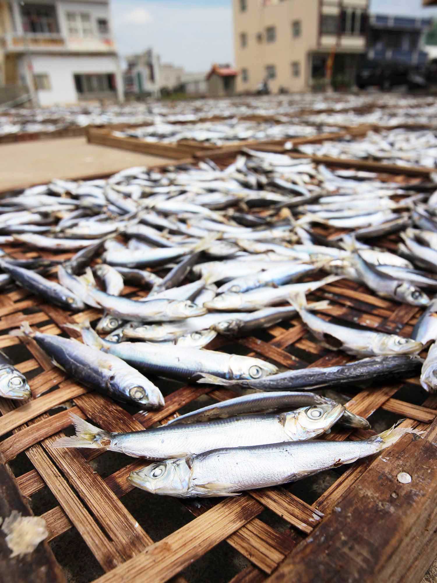 漁工新村臭肉魚加工