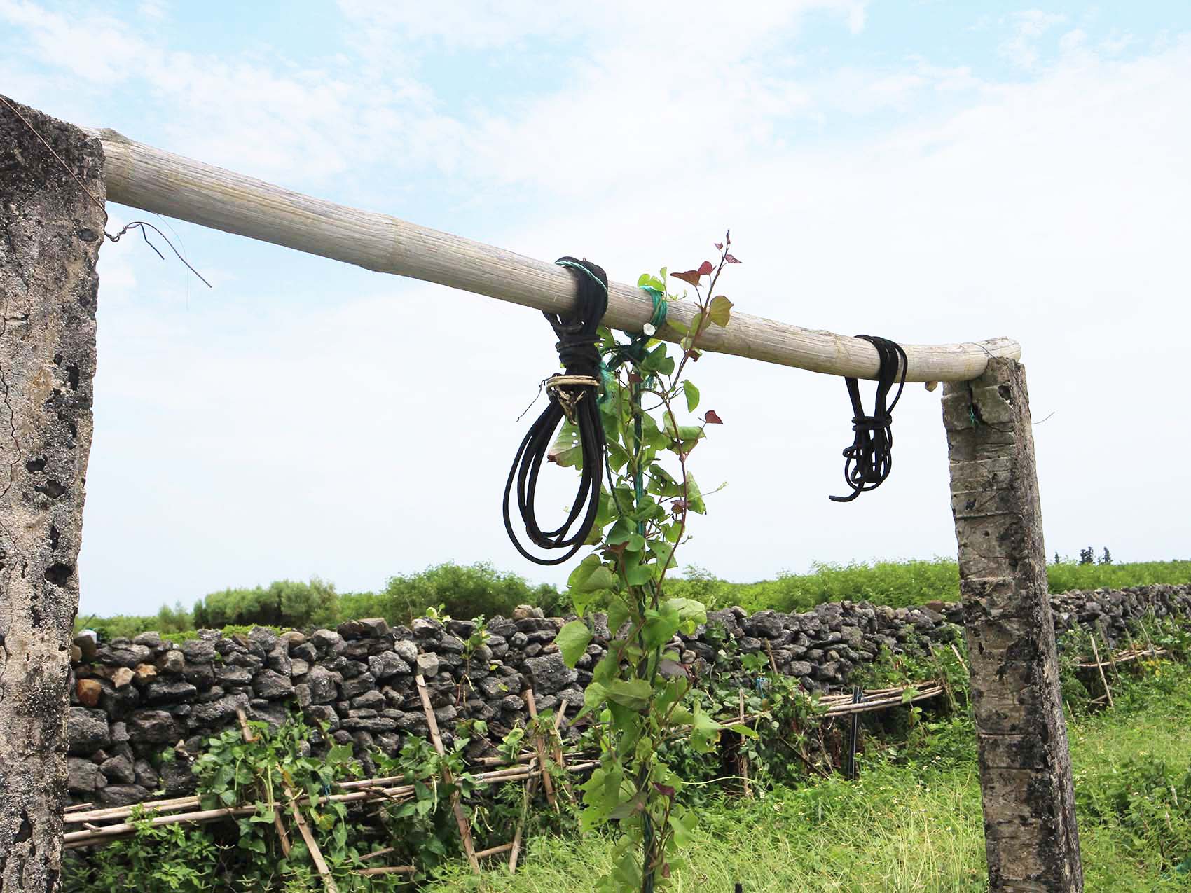 菓葉村轆轤記錄2號