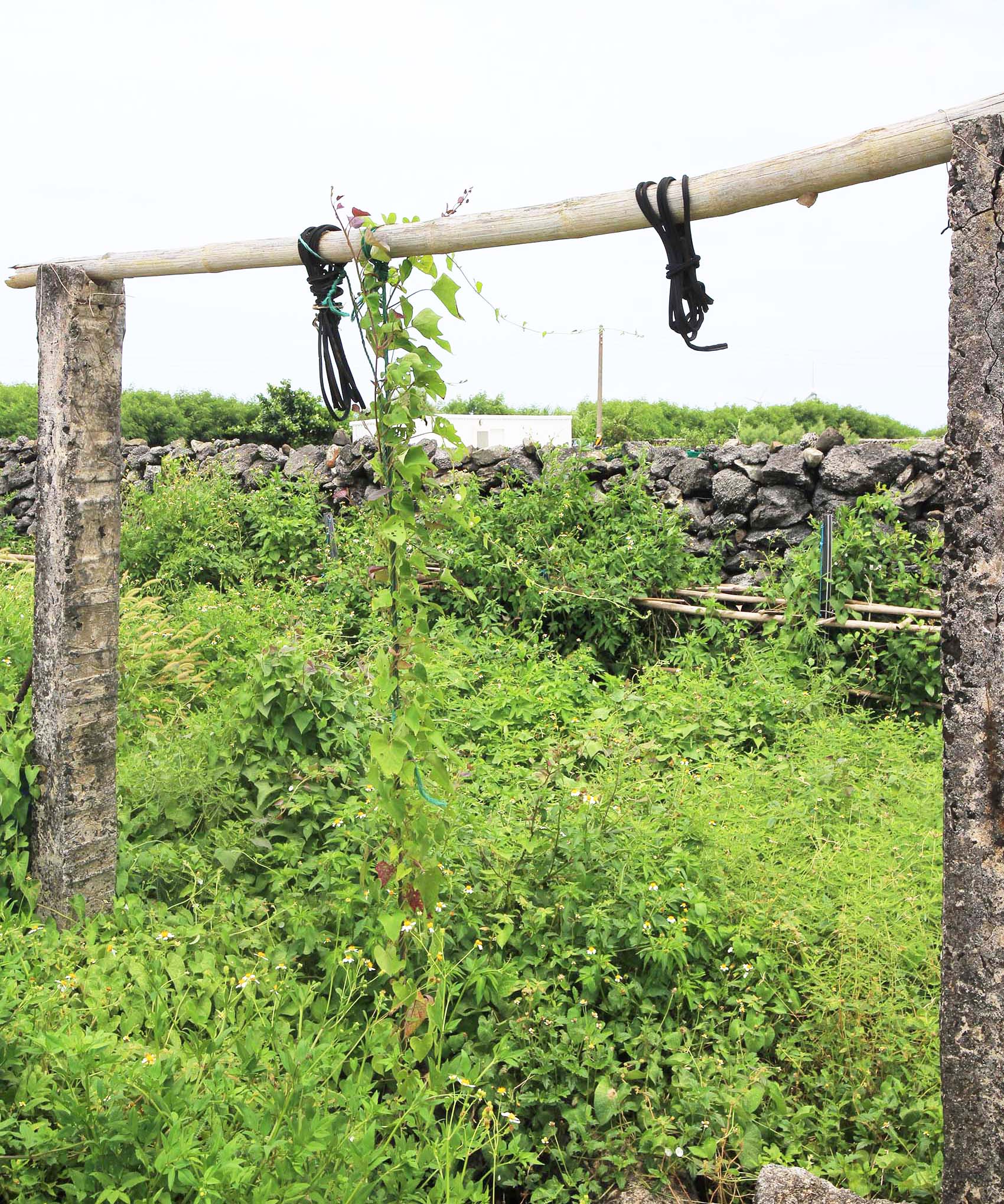 菓葉村轆轤記錄2號