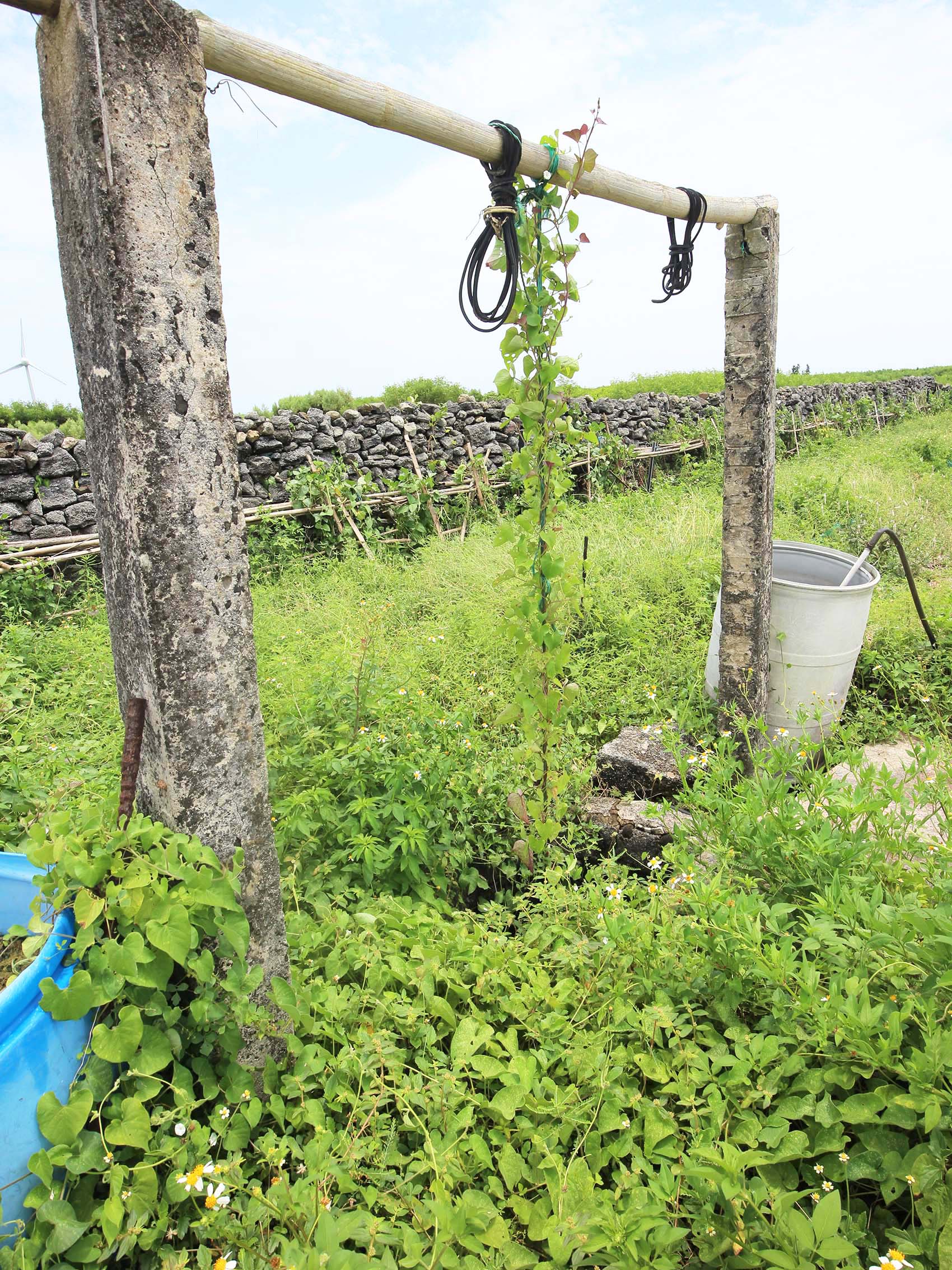 菓葉村轆轤記錄2號