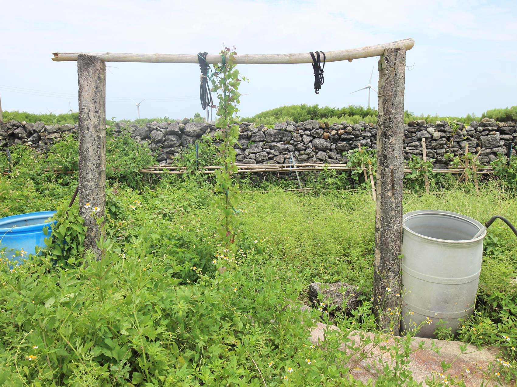 菓葉村轆轤記錄2號