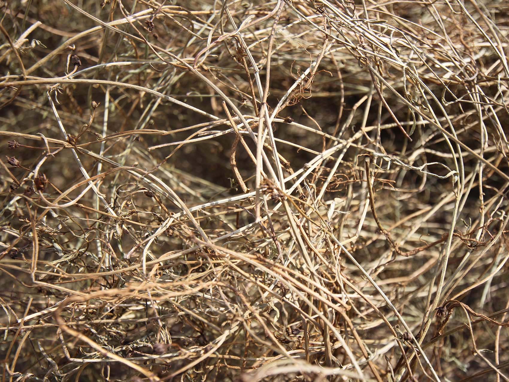 太武村風茹草曝曬2019年9月7日拍攝