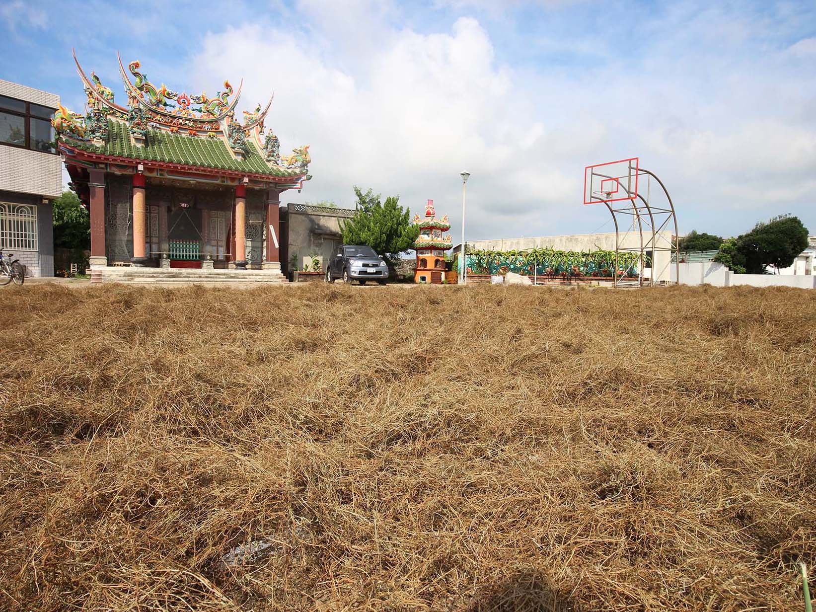 太武村風茹草曝曬2019年9月7日拍攝