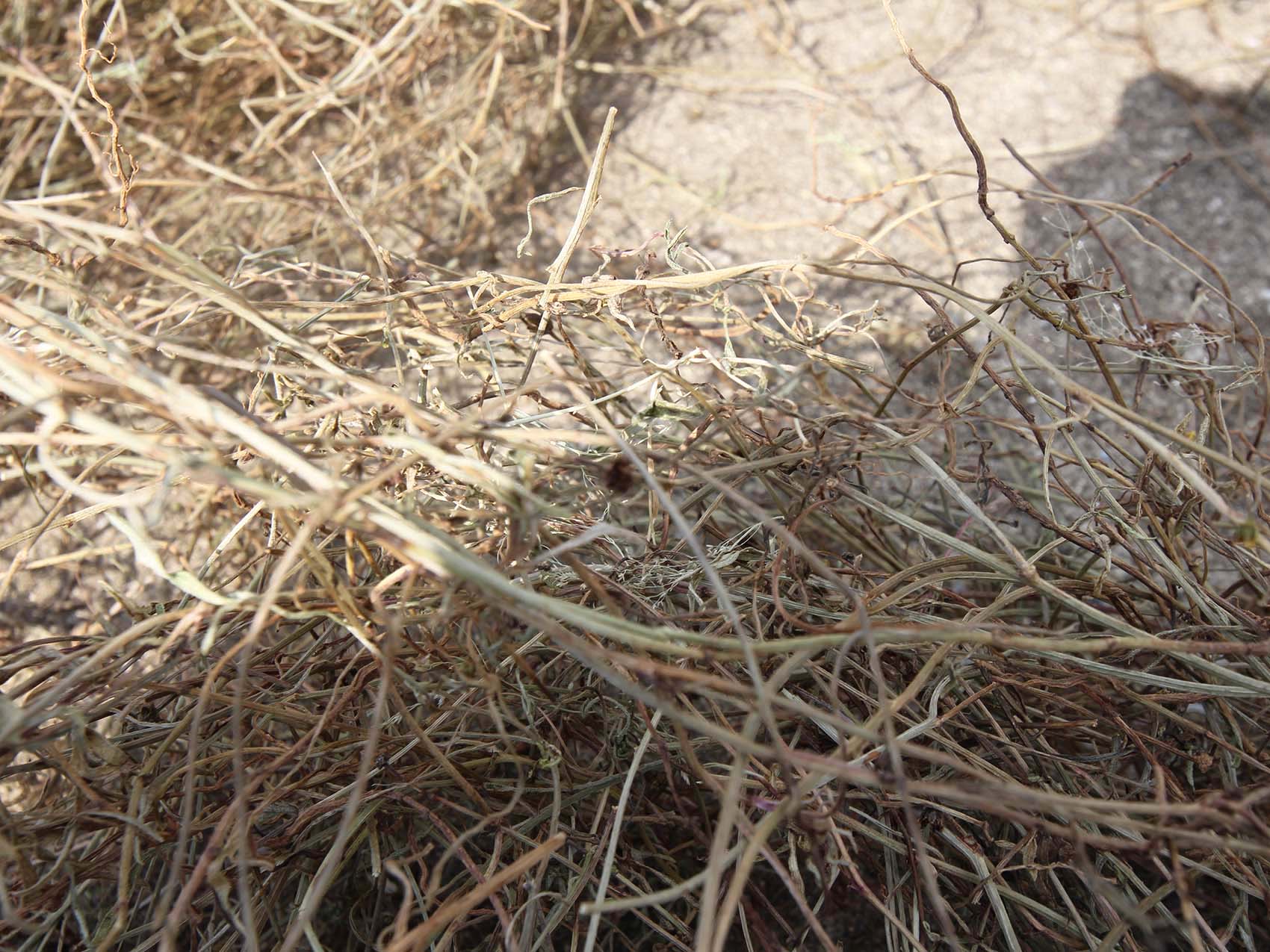 太武村風茹草曝曬2019年9月7日拍攝