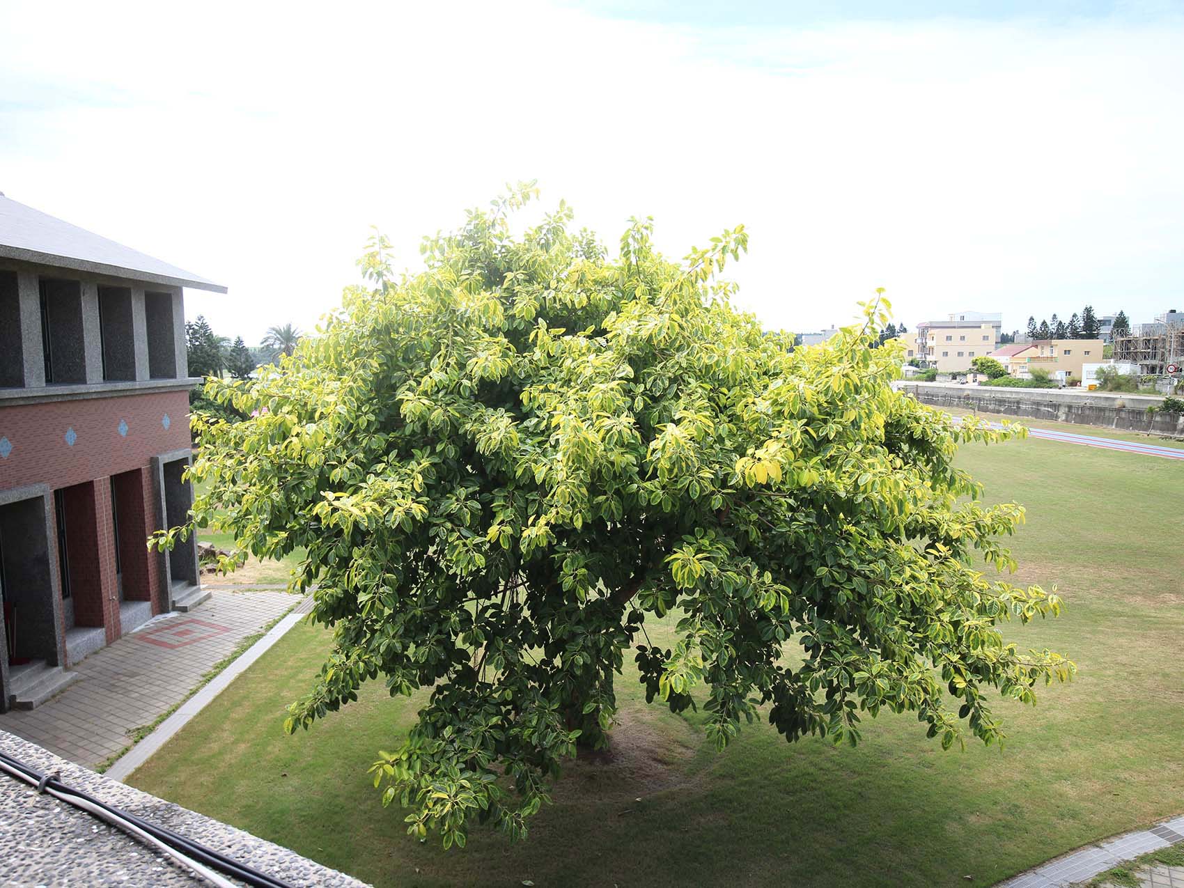 2019成功國小記錄