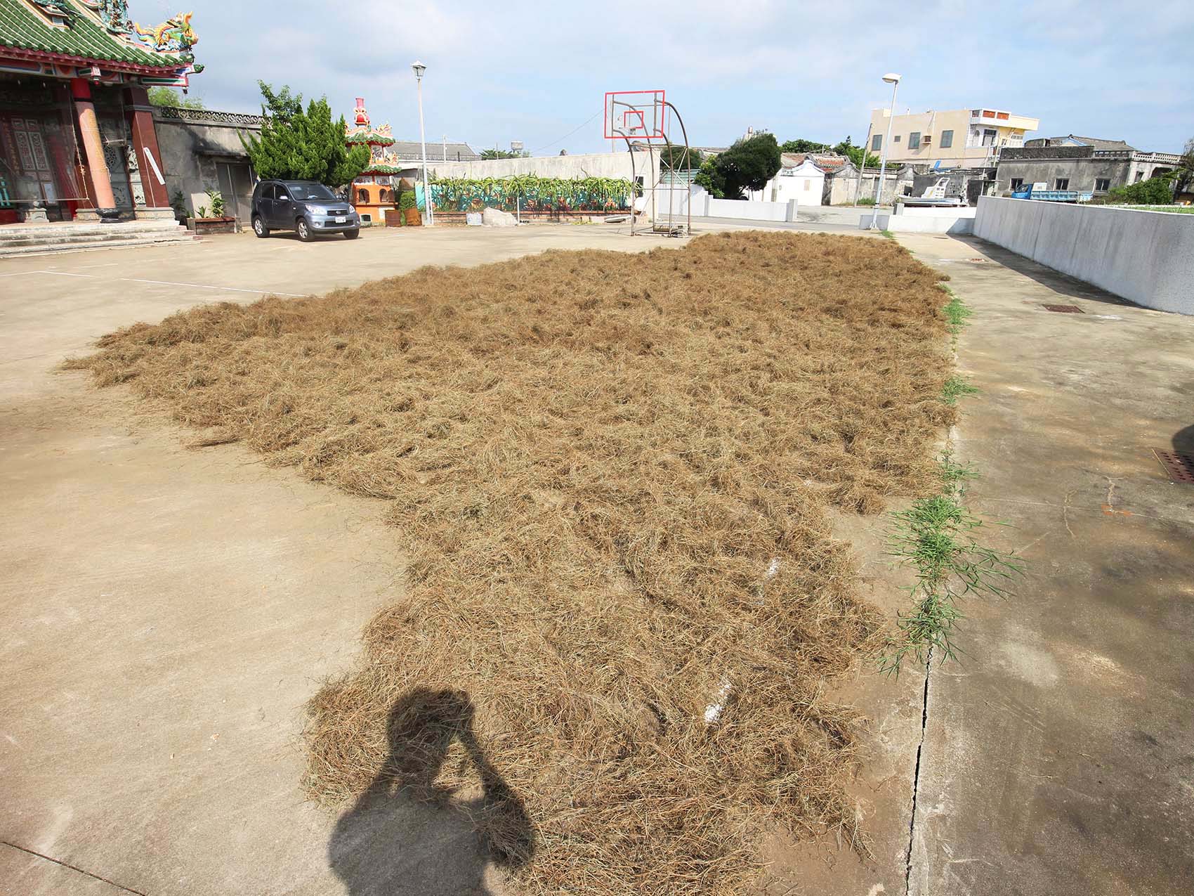 太武村風茹草曝曬2019年9月7日拍攝