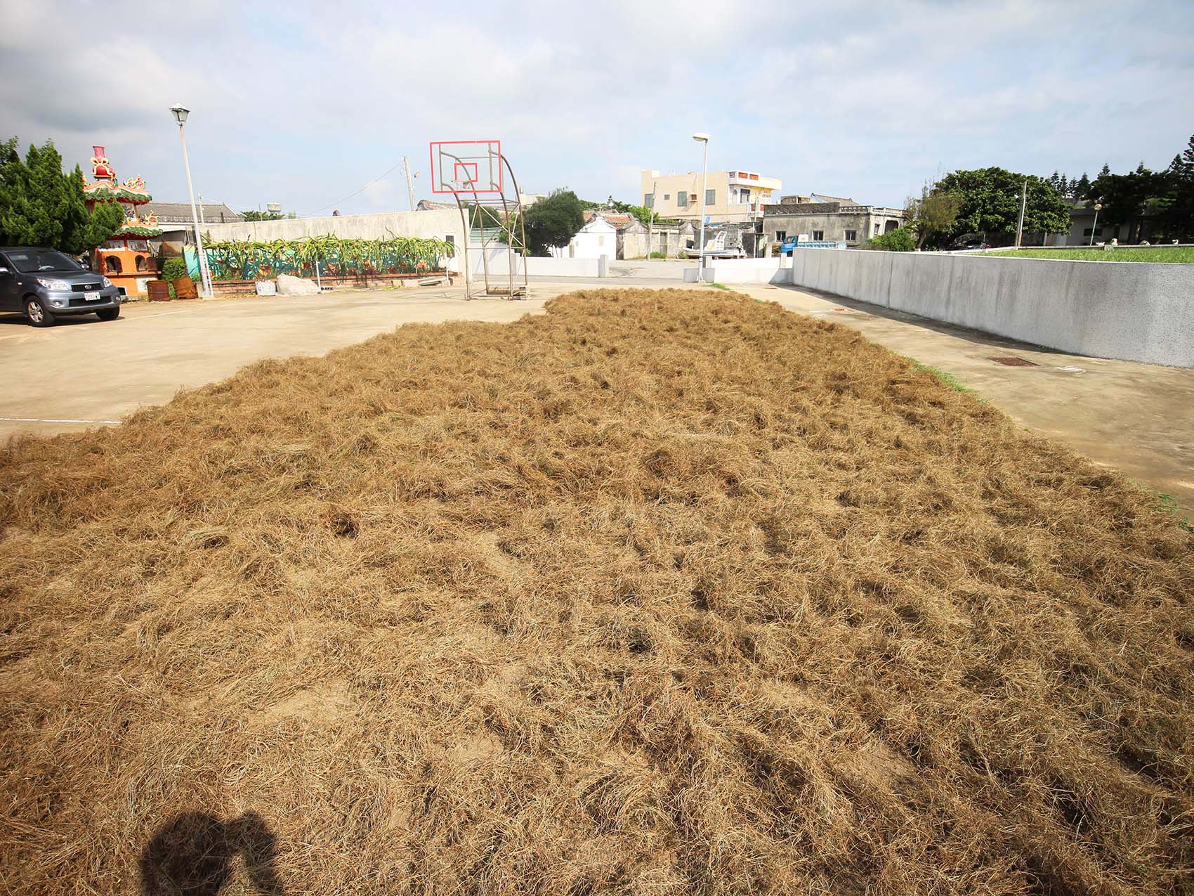 太武村風茹草曝曬2019年9月7日拍攝