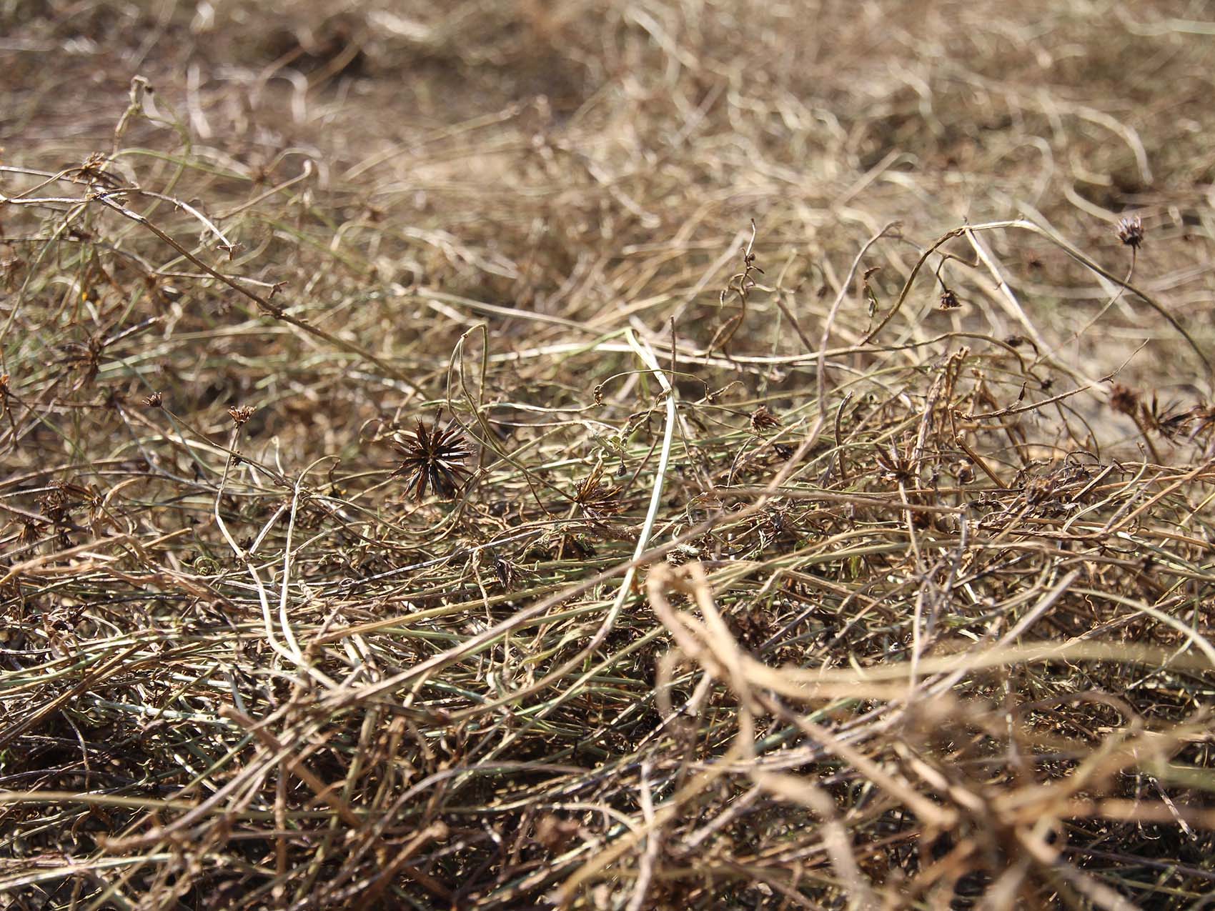西溪村風茹草曝曬