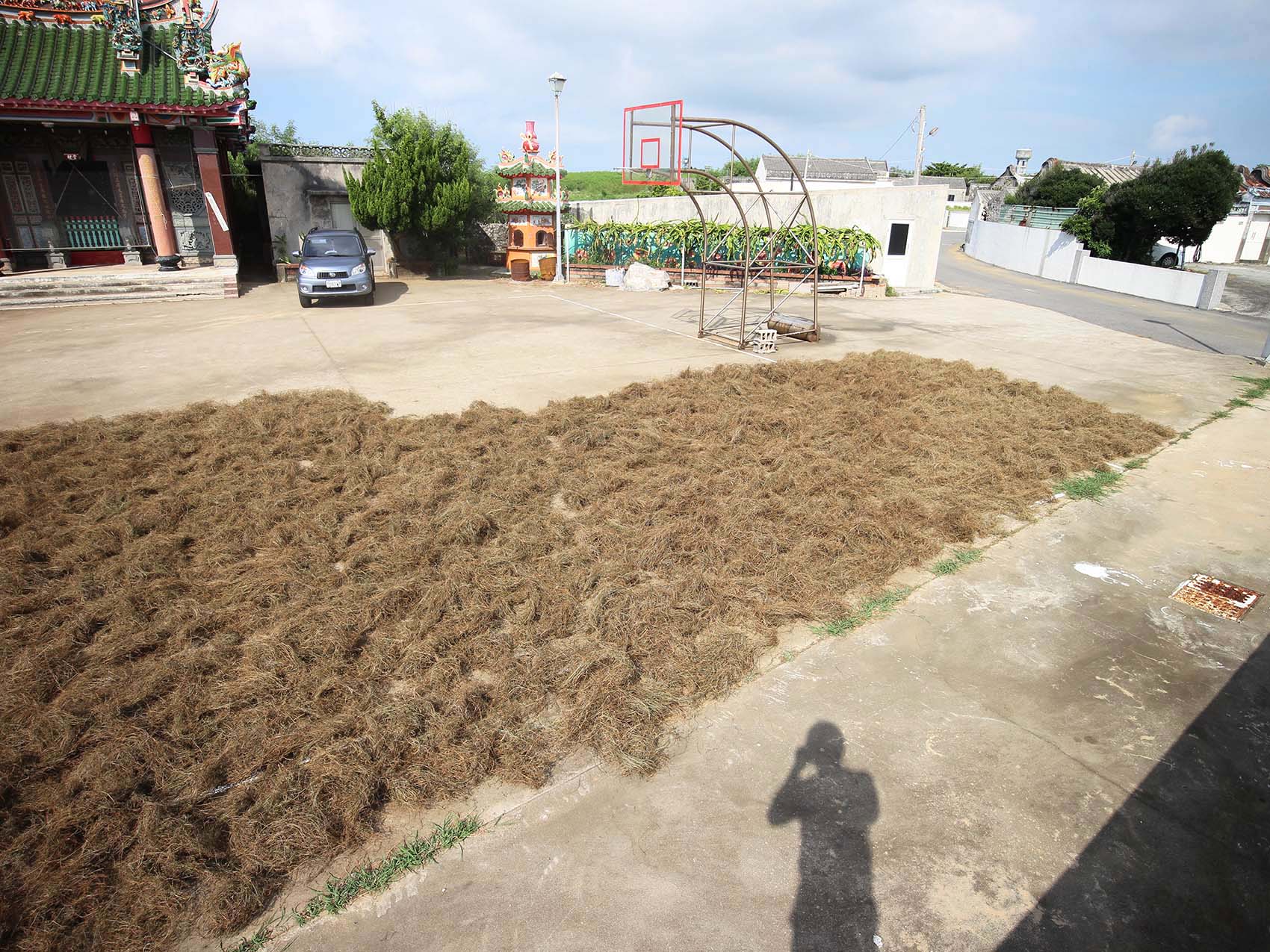 太武村風茹草曝曬2019年9月7日拍攝