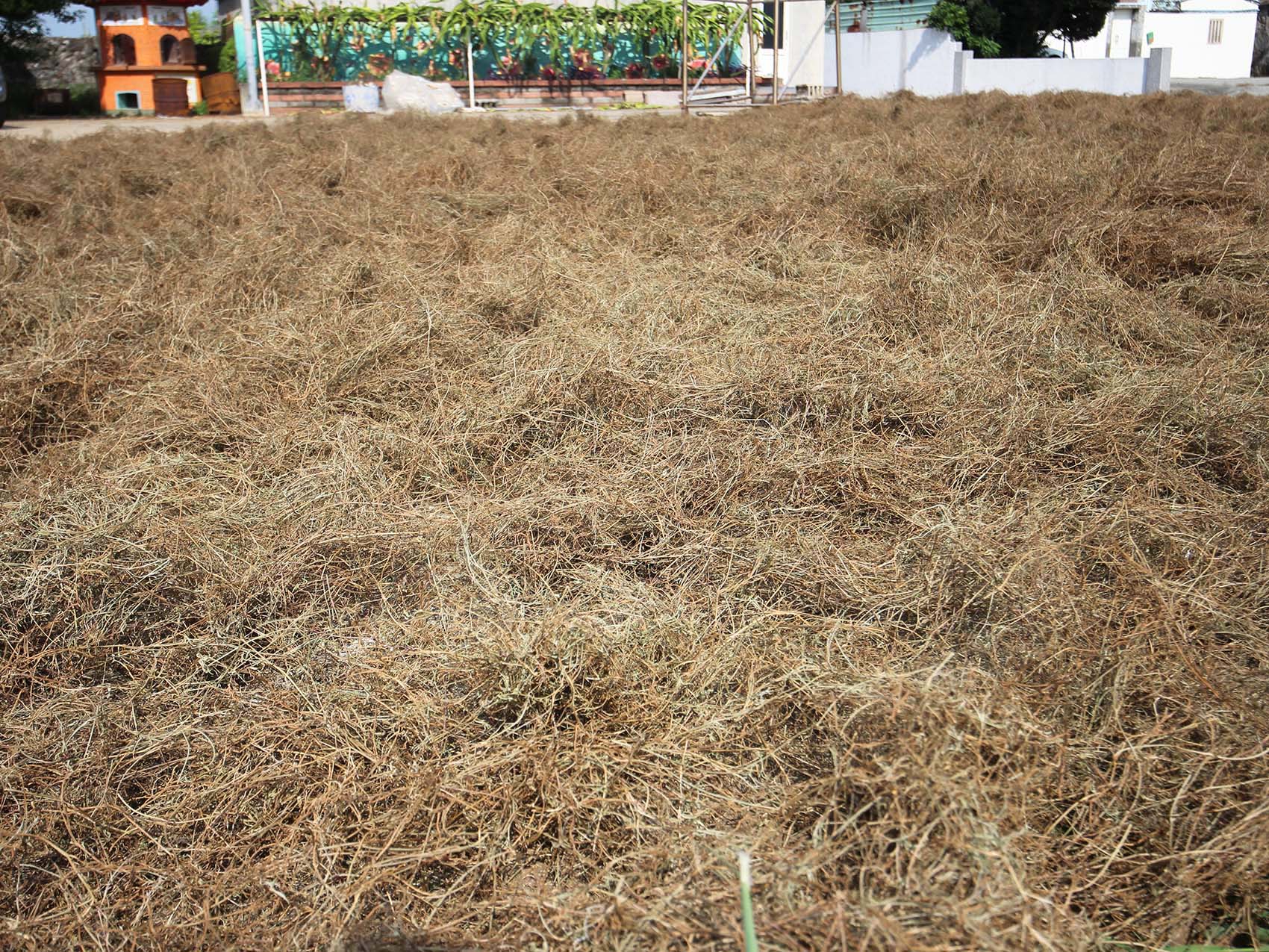 太武村風茹草曝曬2019年9月7日拍攝