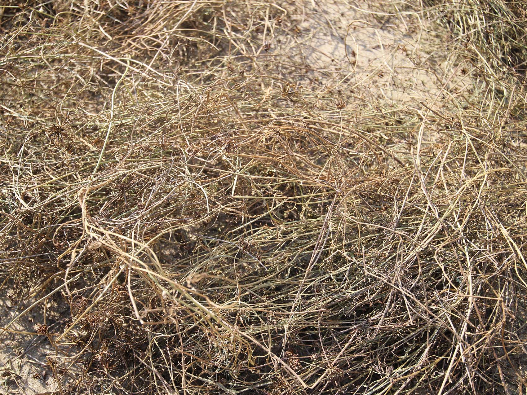 西溪村風茹草曝曬