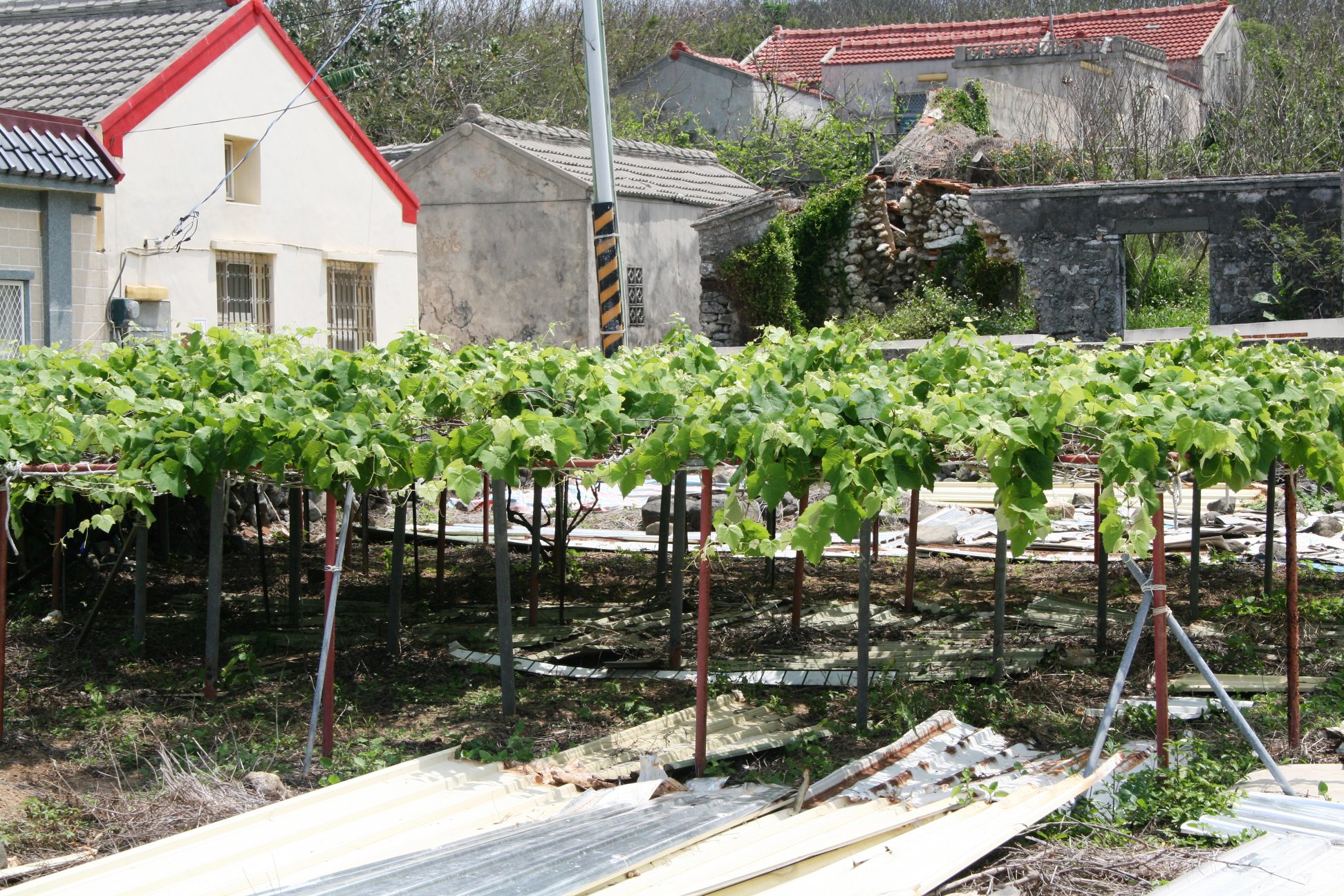 羅德信神父的葡萄