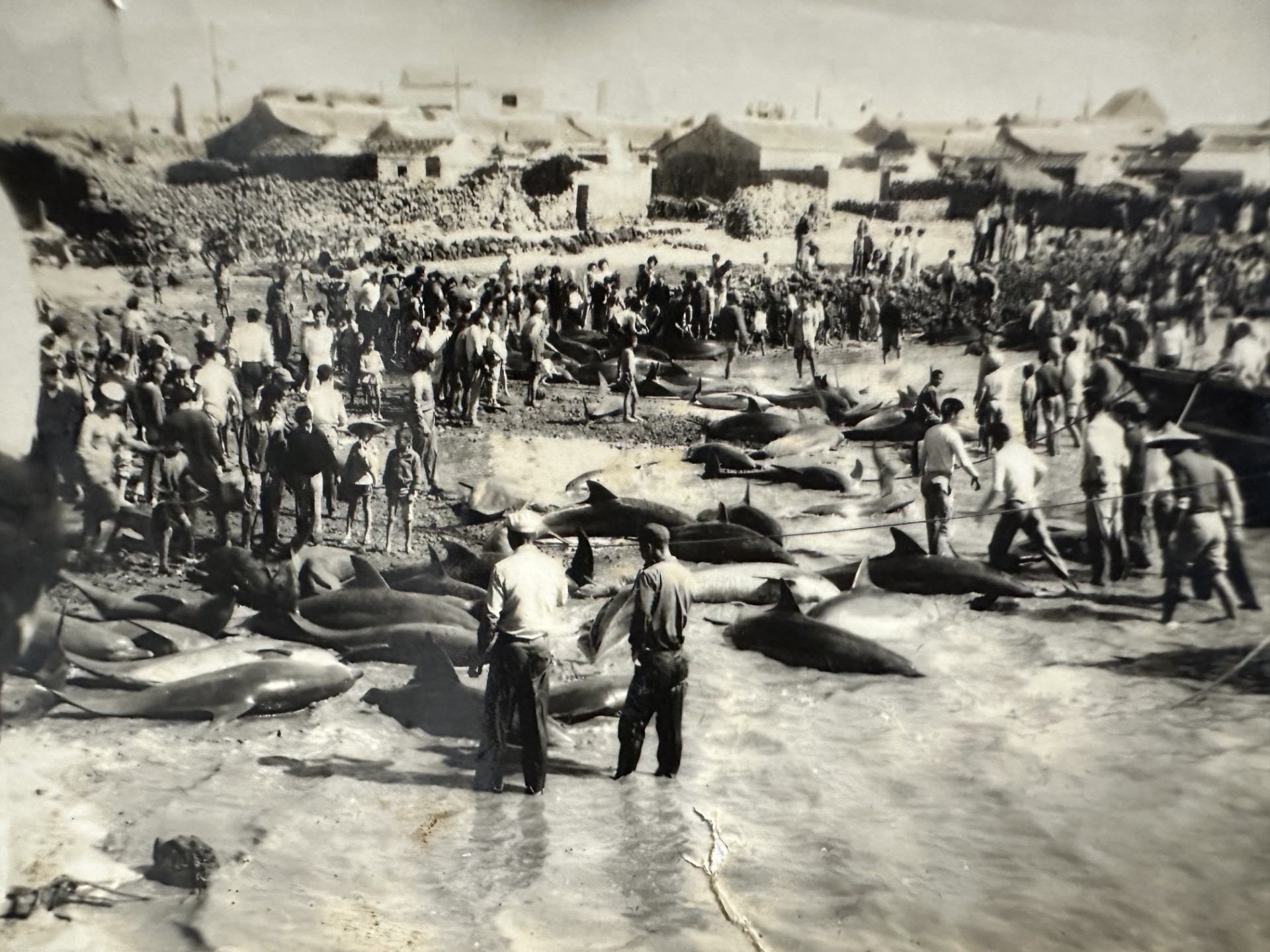 沙港海豚黑白影像