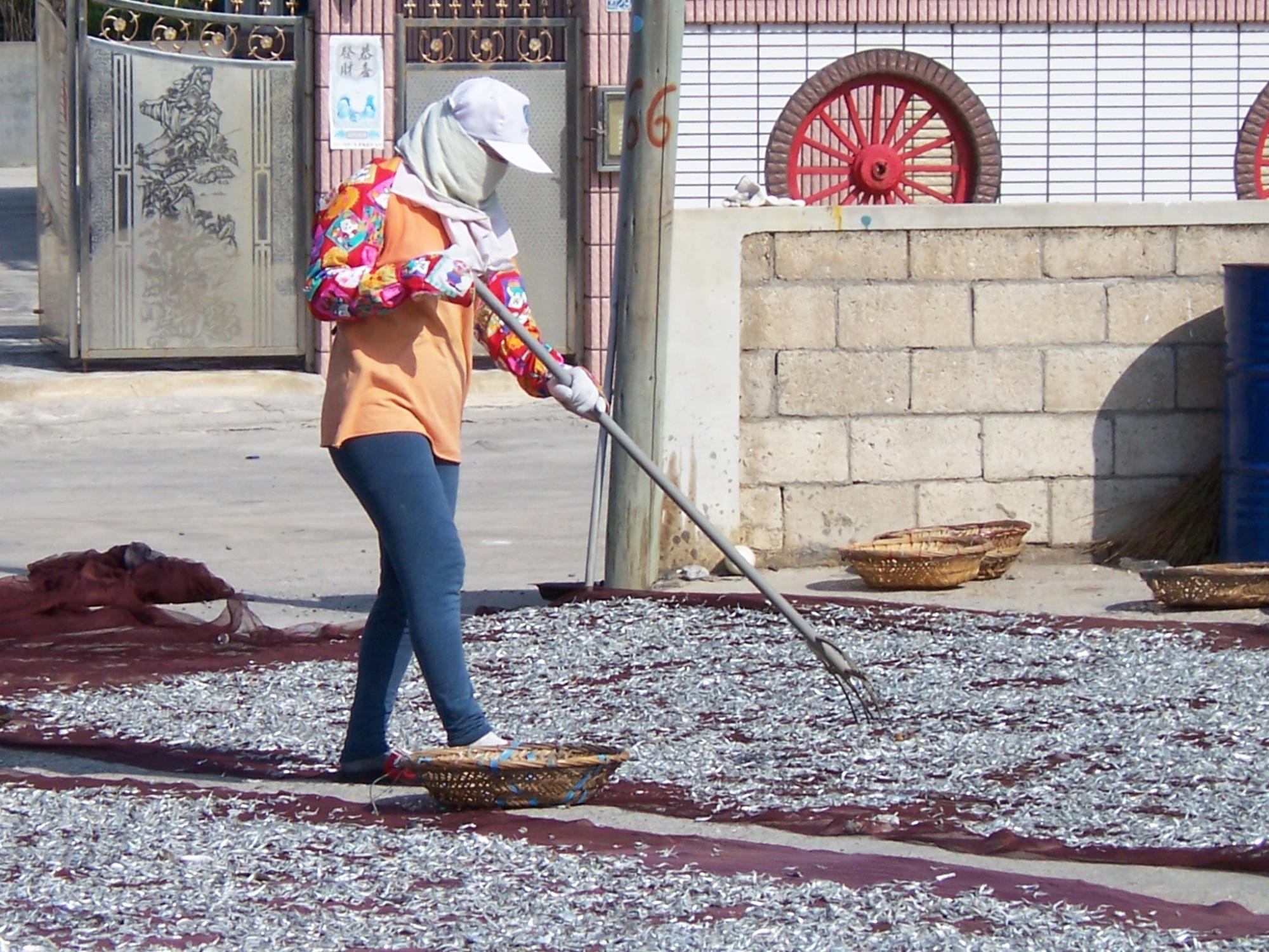 赤崁丁香咬山辨