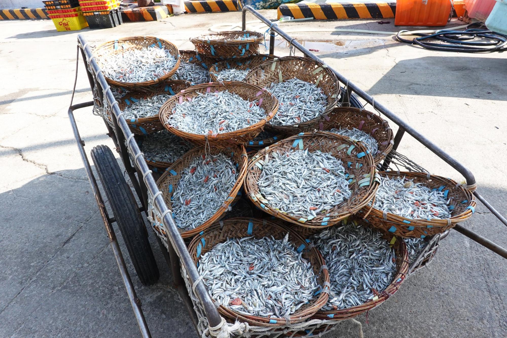 赤崁丁香咬山辨