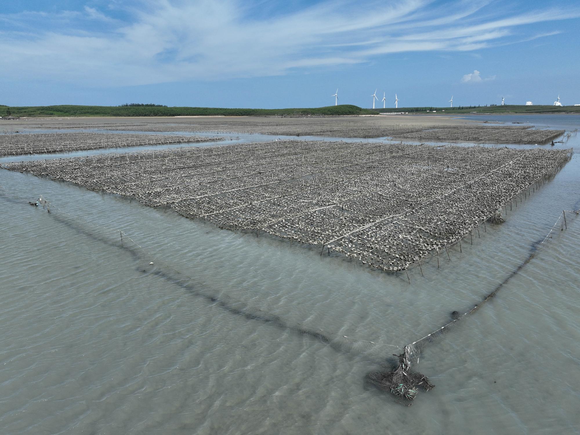 2023牡蠣養殖記錄