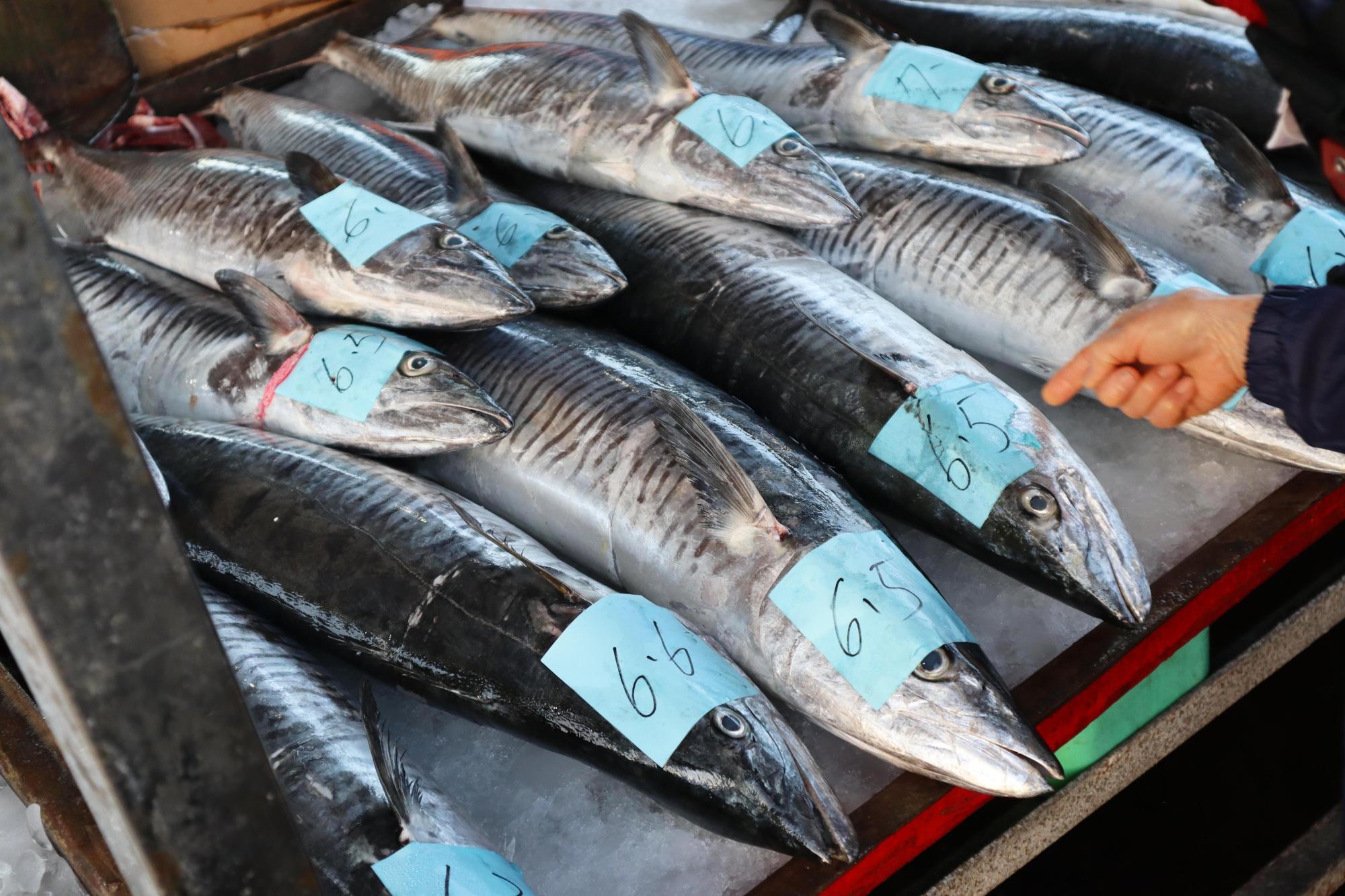 2024澎湖漁市場記錄