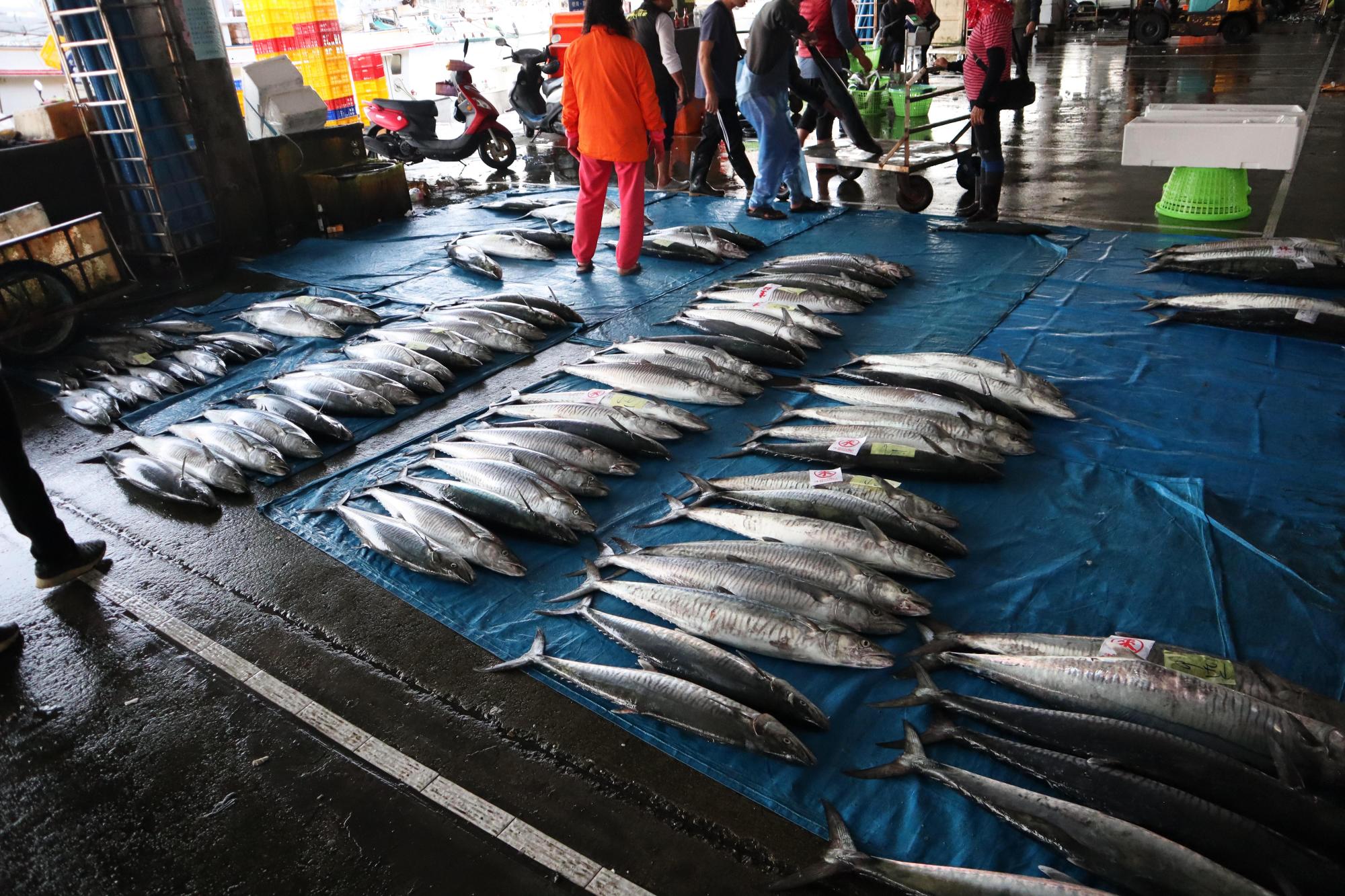 2024澎湖漁市場記錄