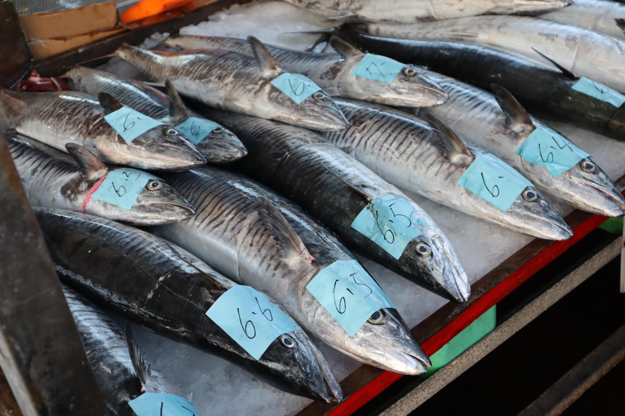 2024澎湖漁市場記錄