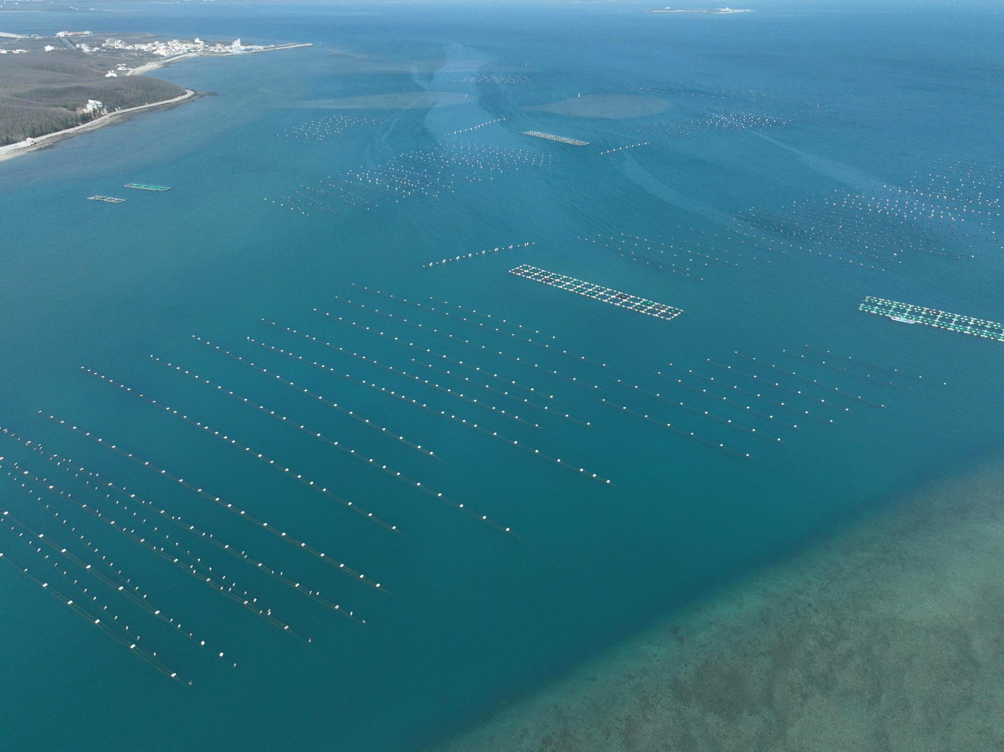 2024竹灣養殖漁業記錄