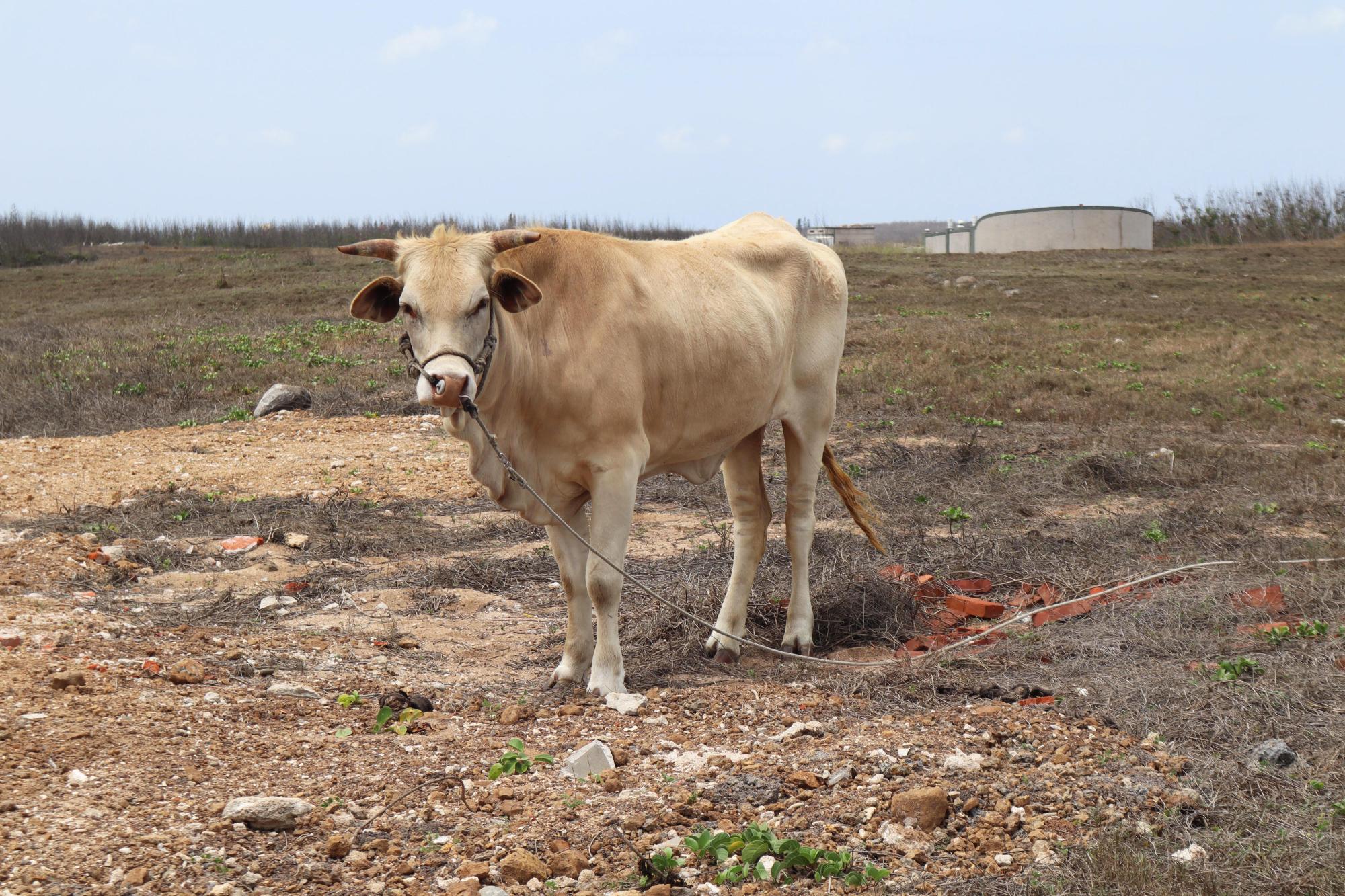 2024龍門村牛隻記錄