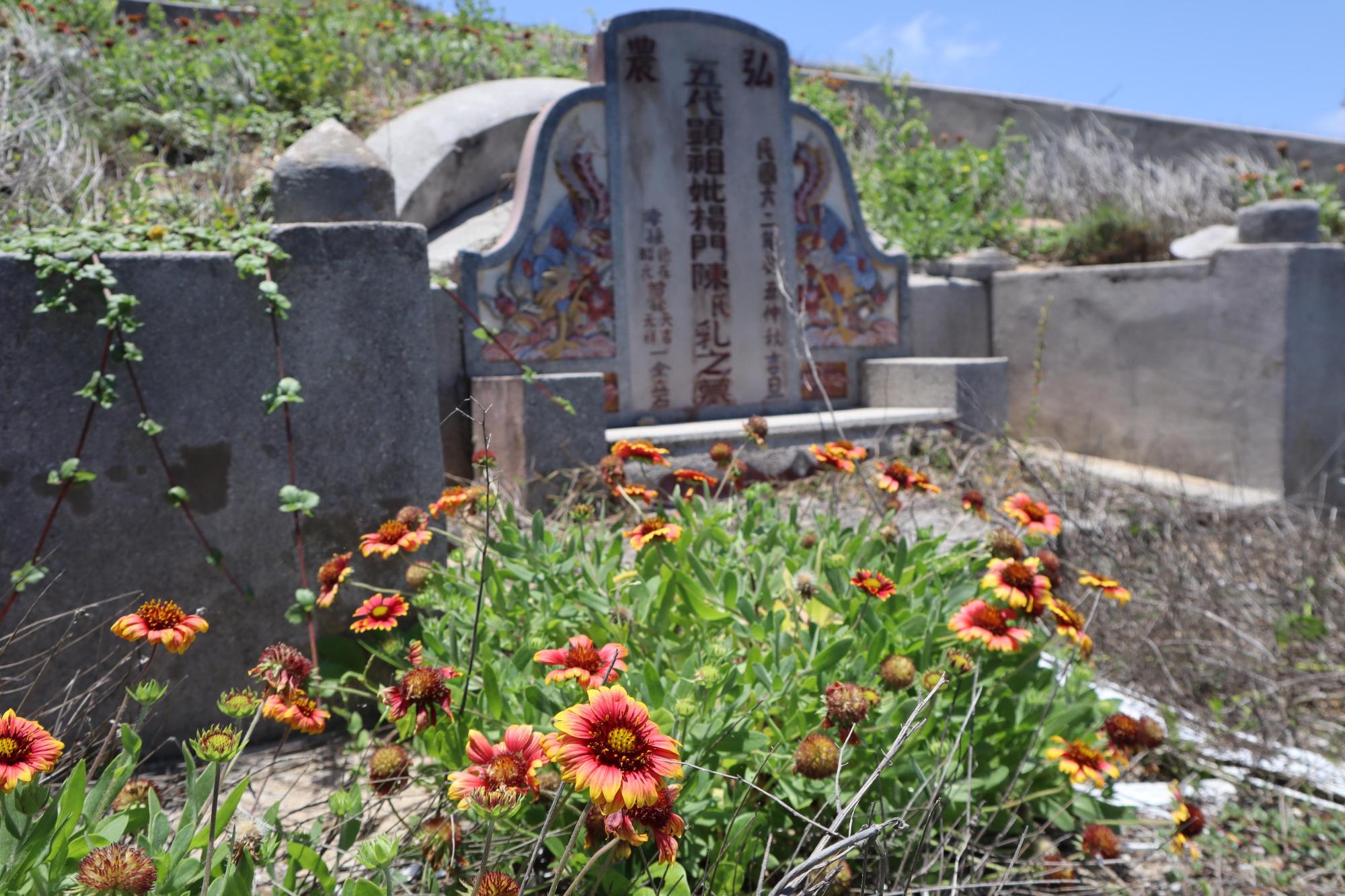 2024合界墓埔草記錄