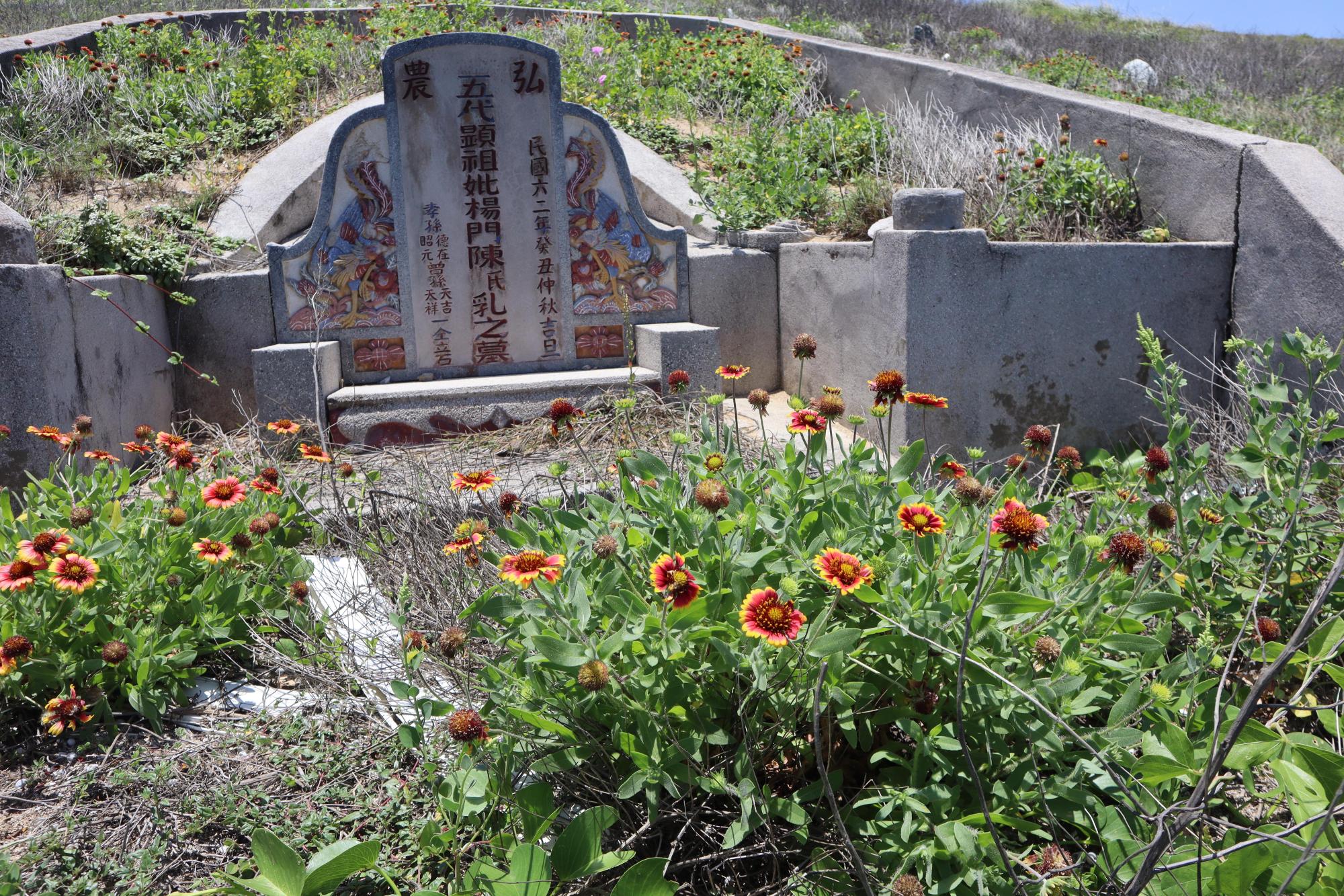 2024合界墓埔草記錄