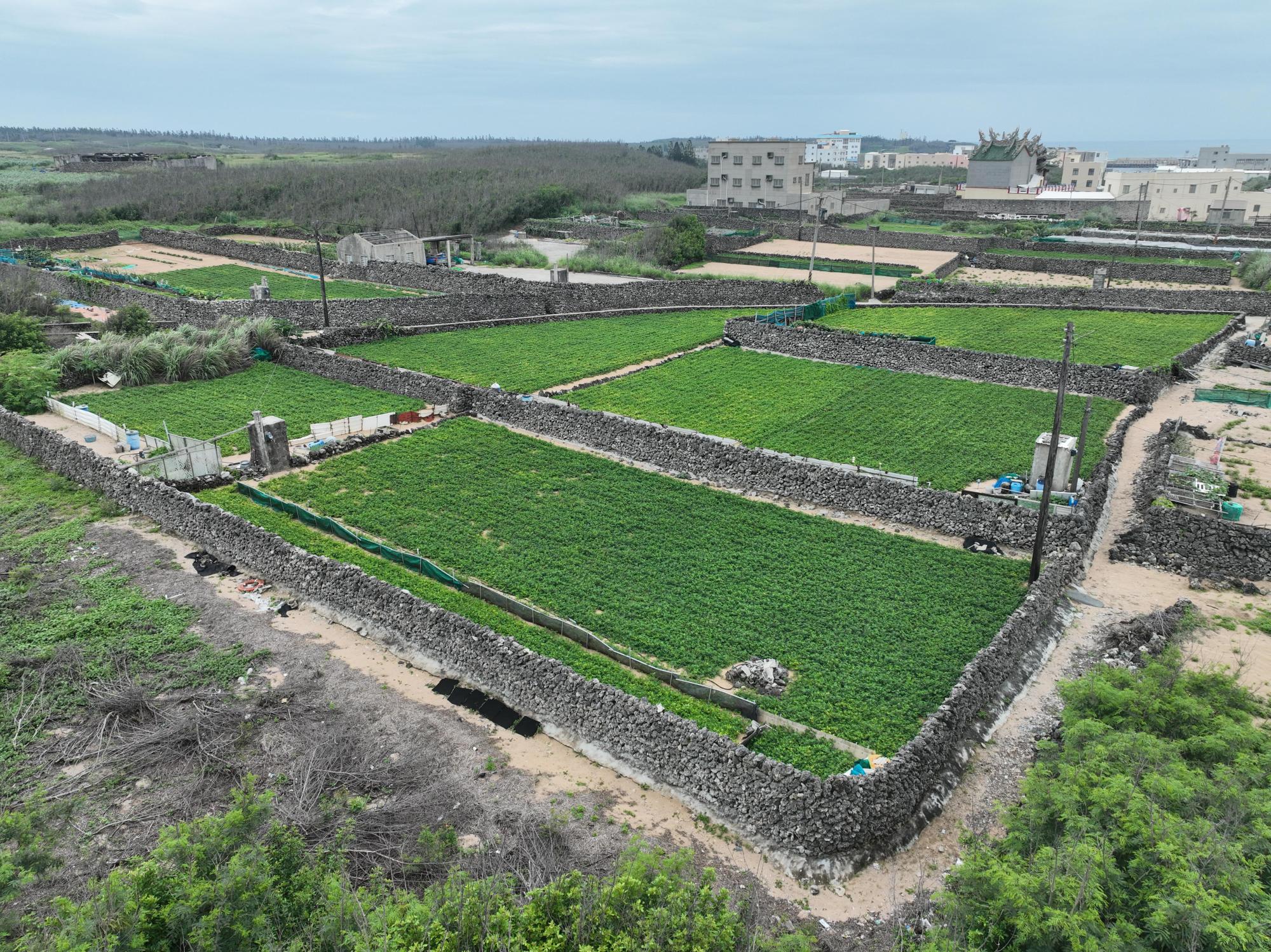 2024龍門村菜宅記錄