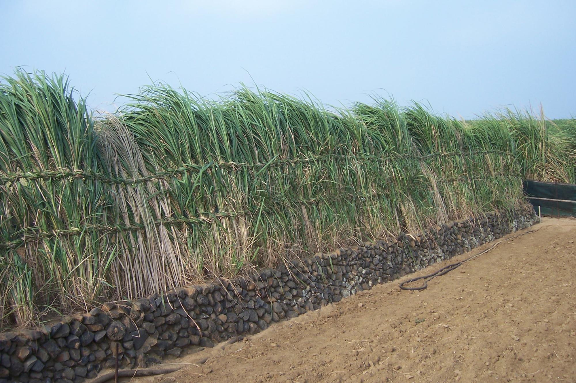 2006澎湖菅芒記錄