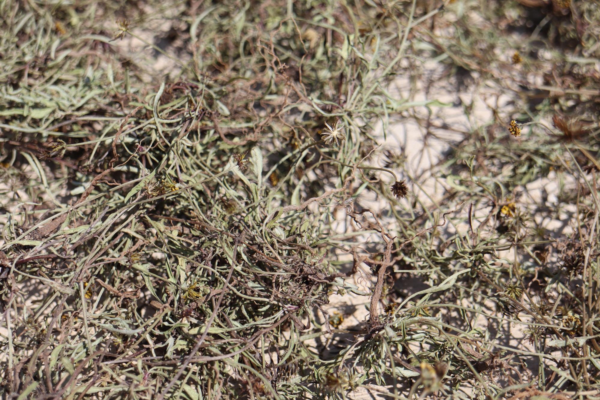 2024吉貝村曬風茹草記錄