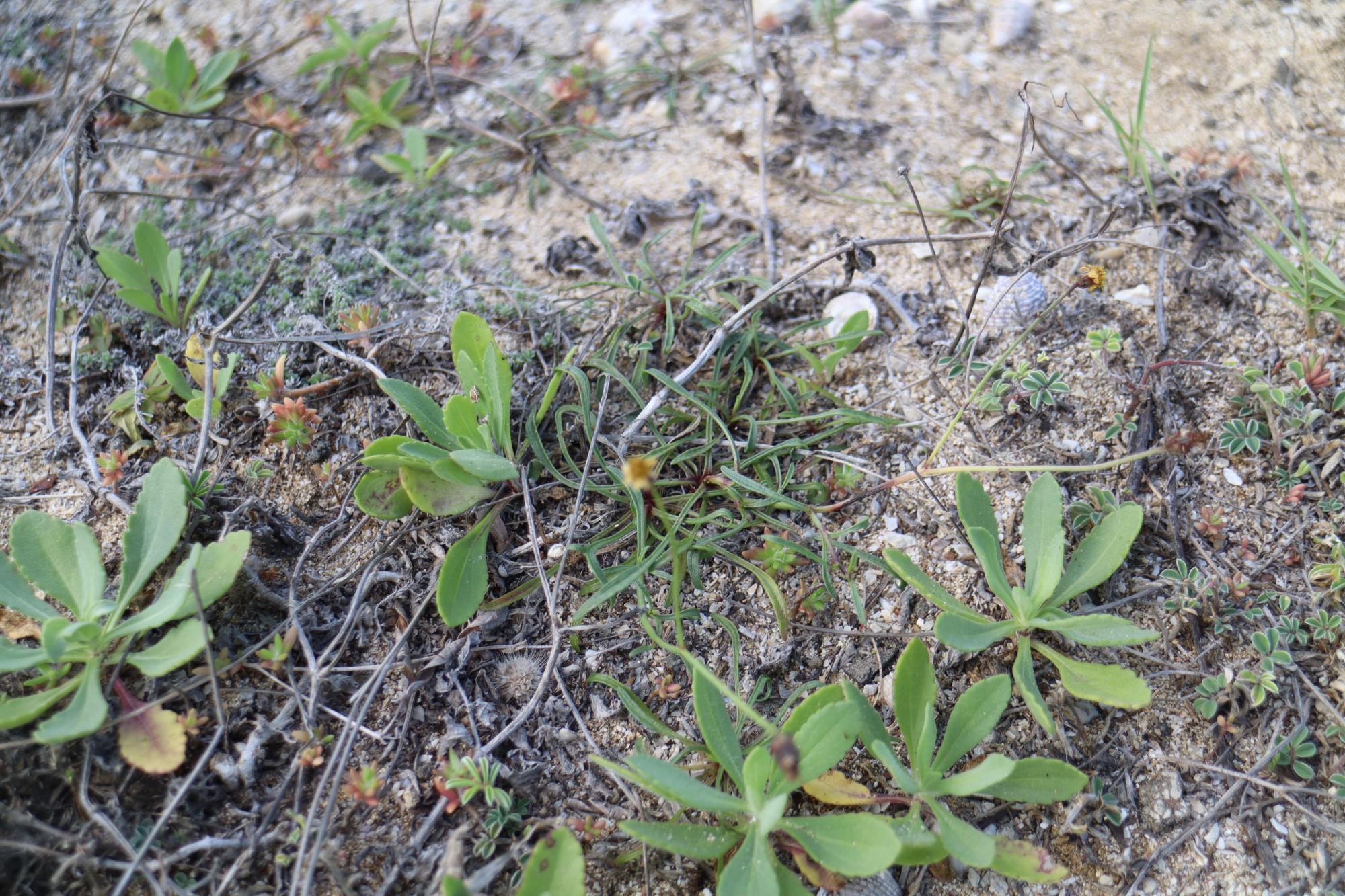 2025內垵村風茹草記錄