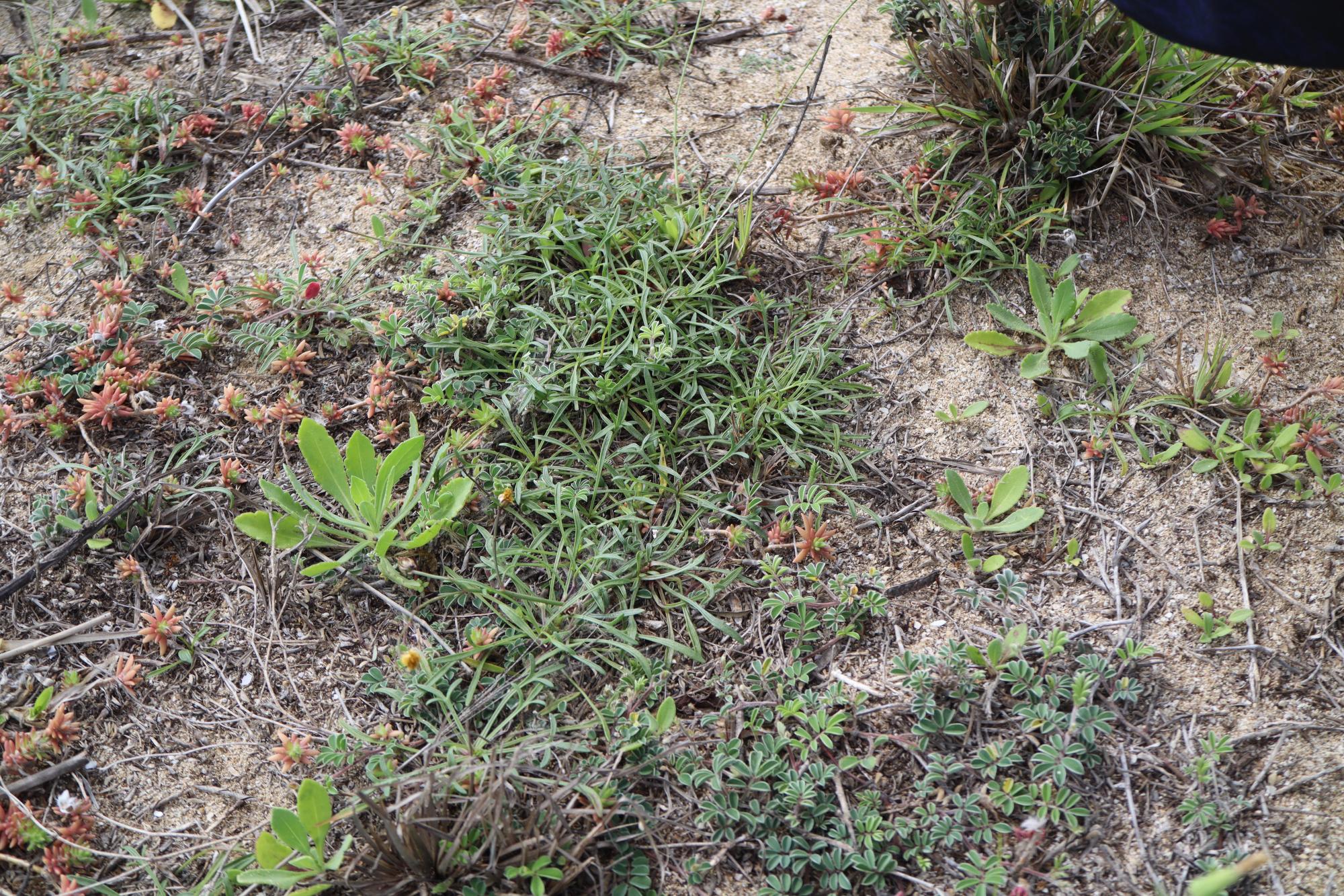 2025內垵村風茹草記錄