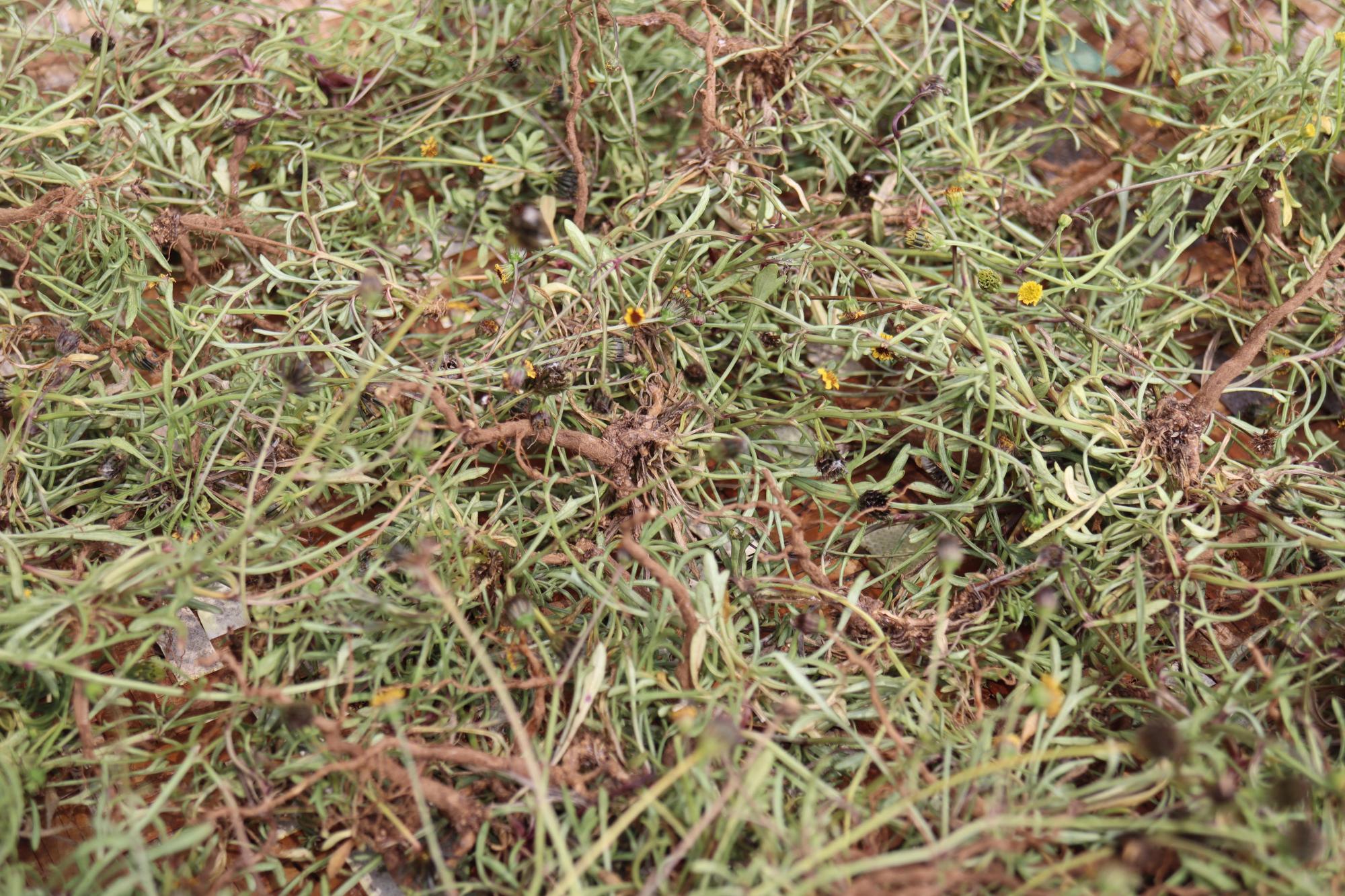 2025吉貝曬風茹草記錄