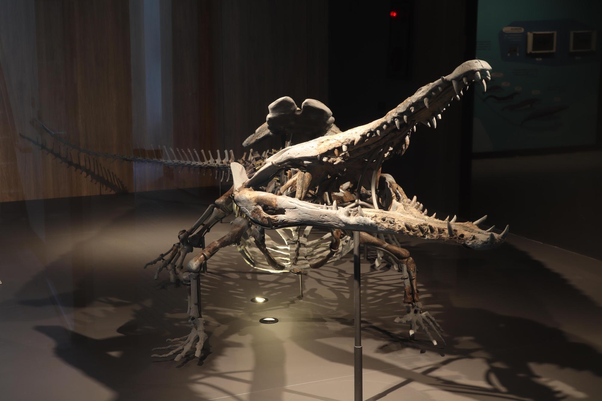 2025澎湖化石館記錄