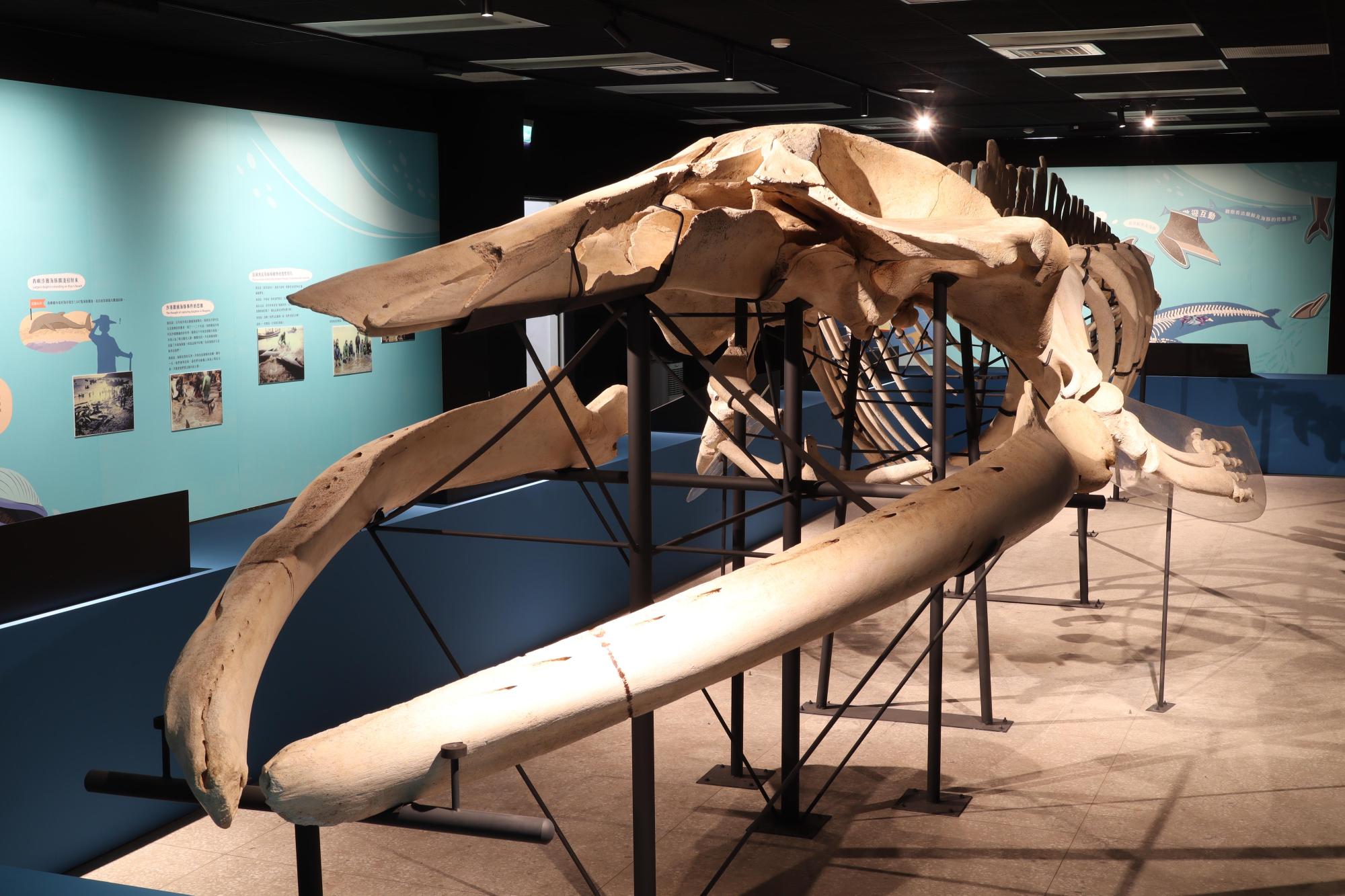 2025澎湖化石館記錄