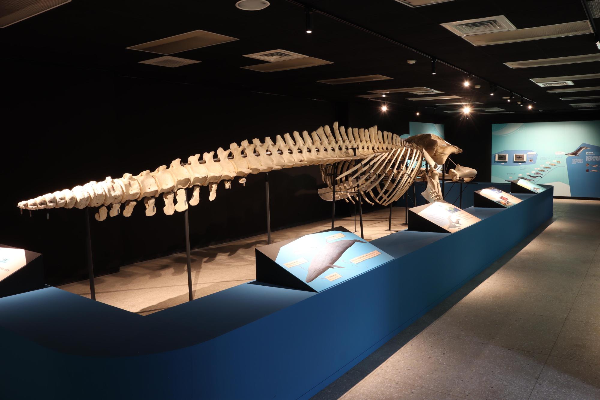 2025澎湖化石館記錄