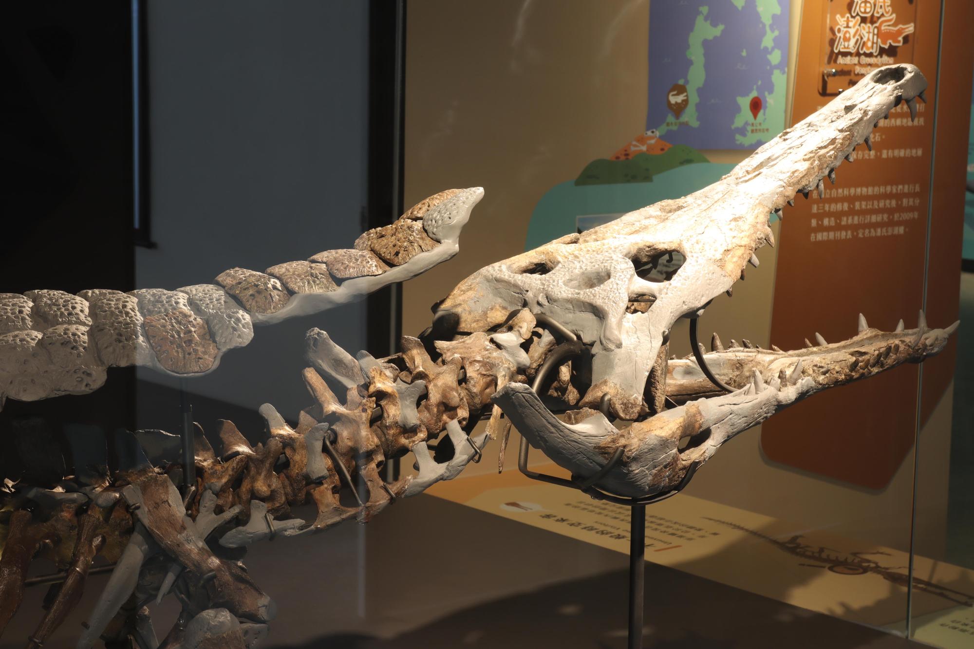 2025澎湖化石館記錄