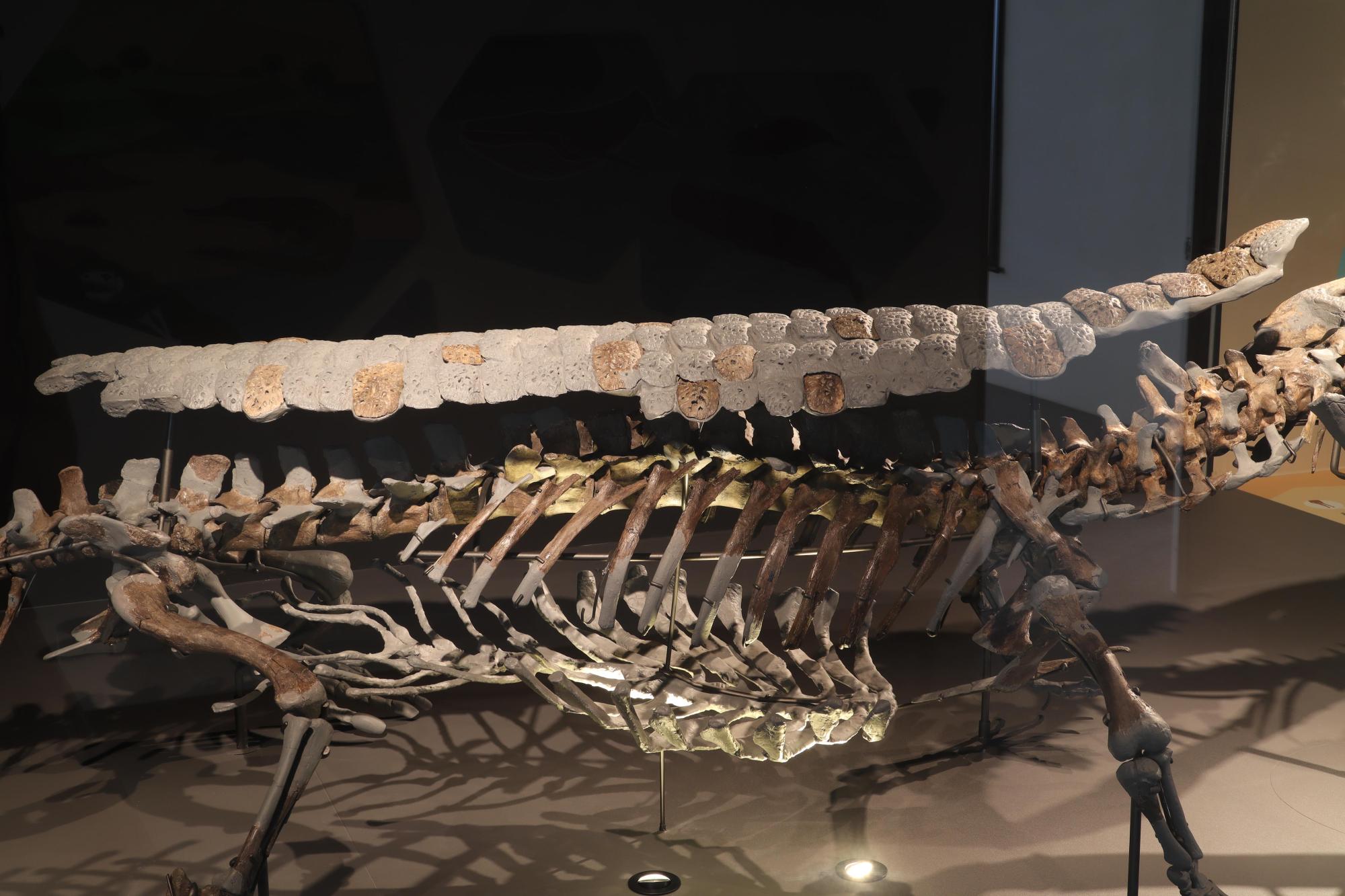 2025澎湖化石館記錄