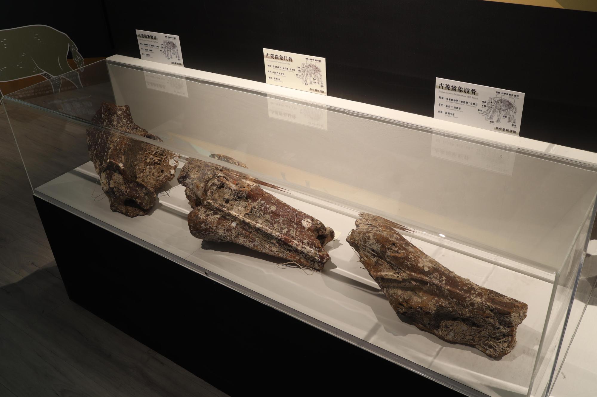 2025澎湖化石館記錄