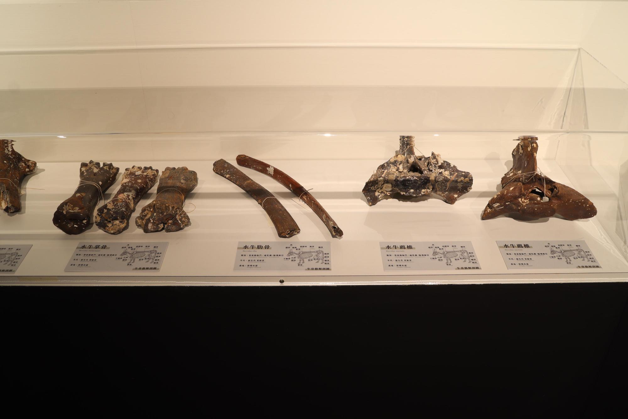 2025澎湖化石館記錄